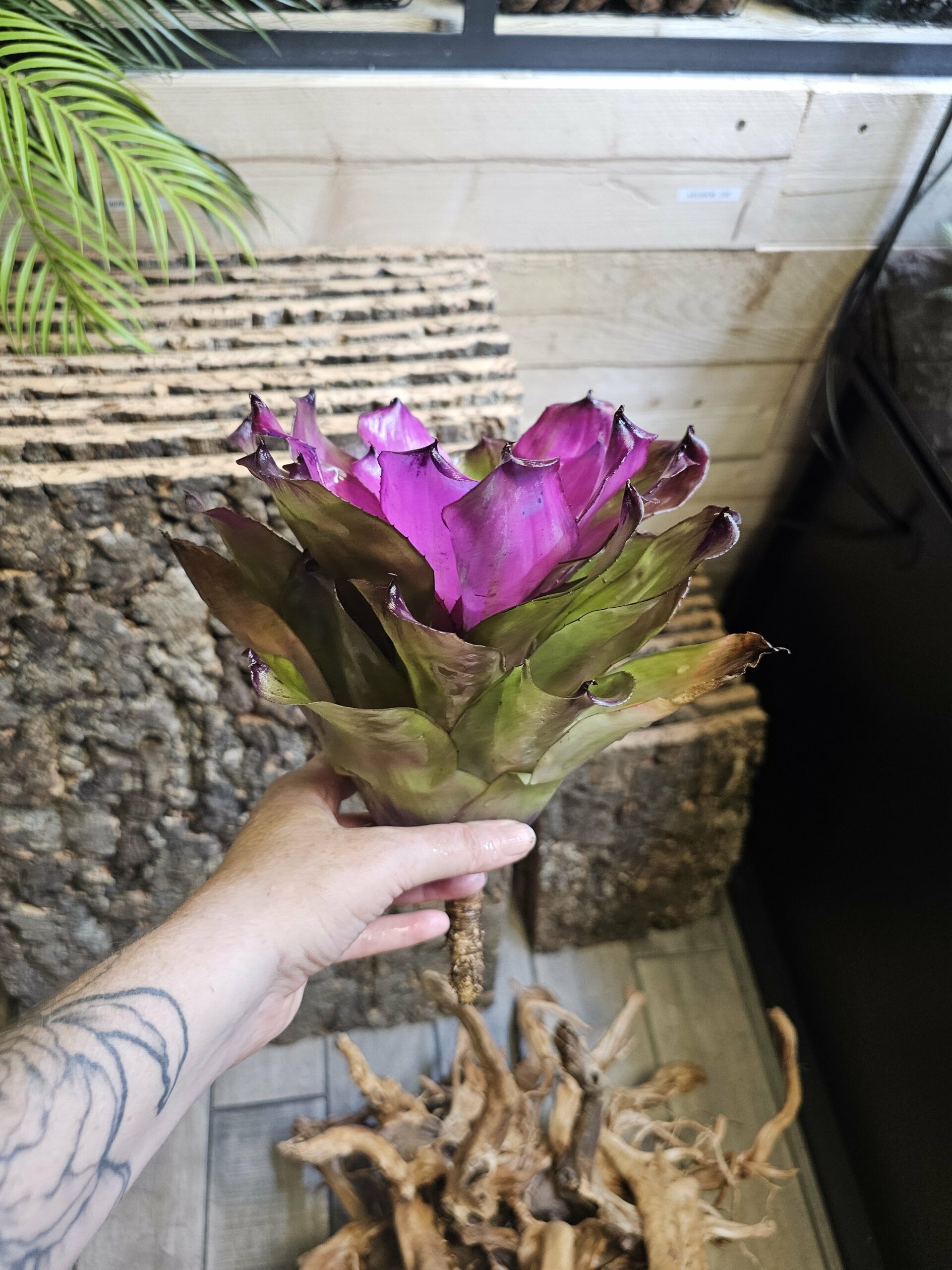 Neoregelia Purple star – Image 4