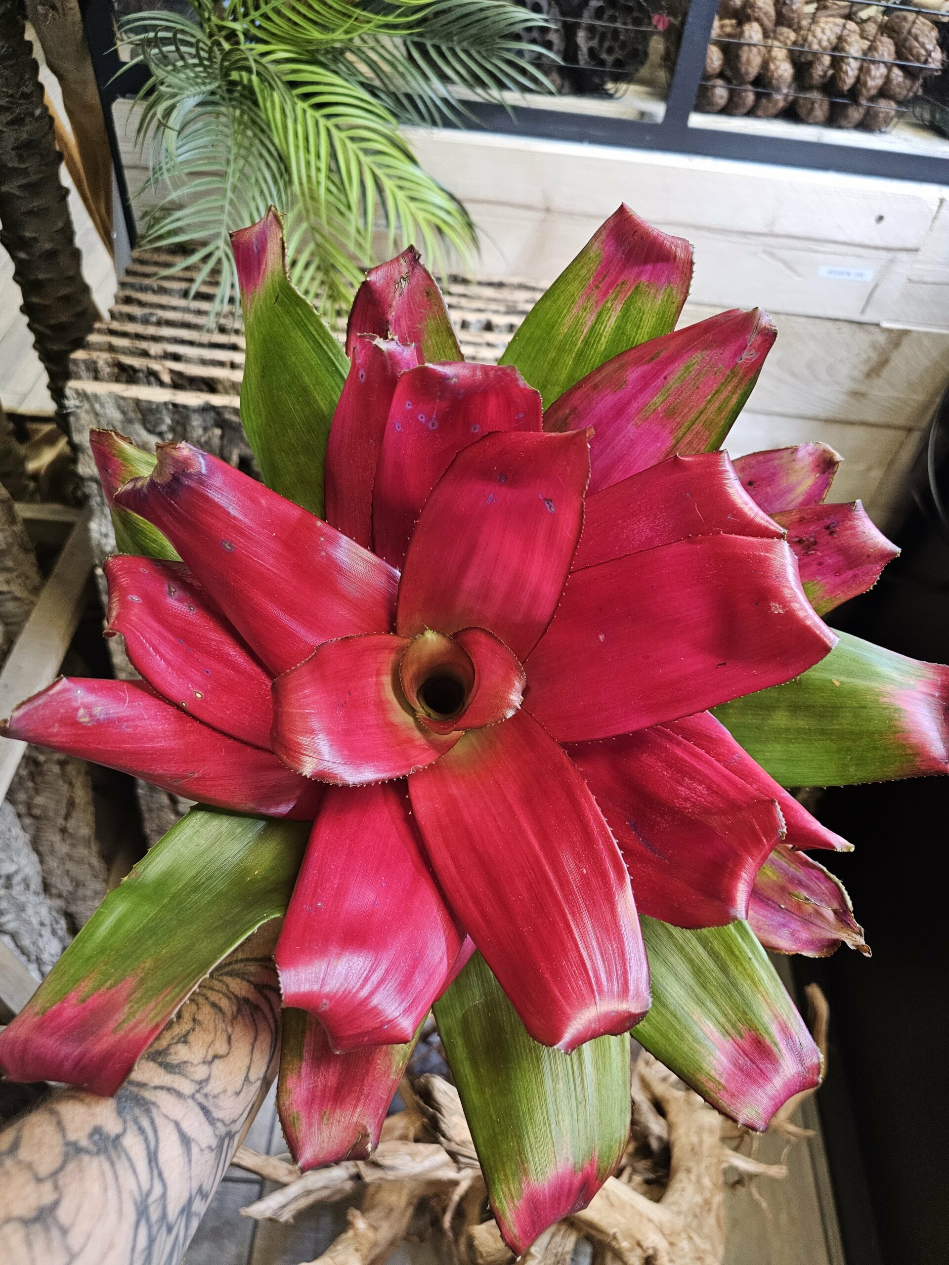 Neoregelia green apple