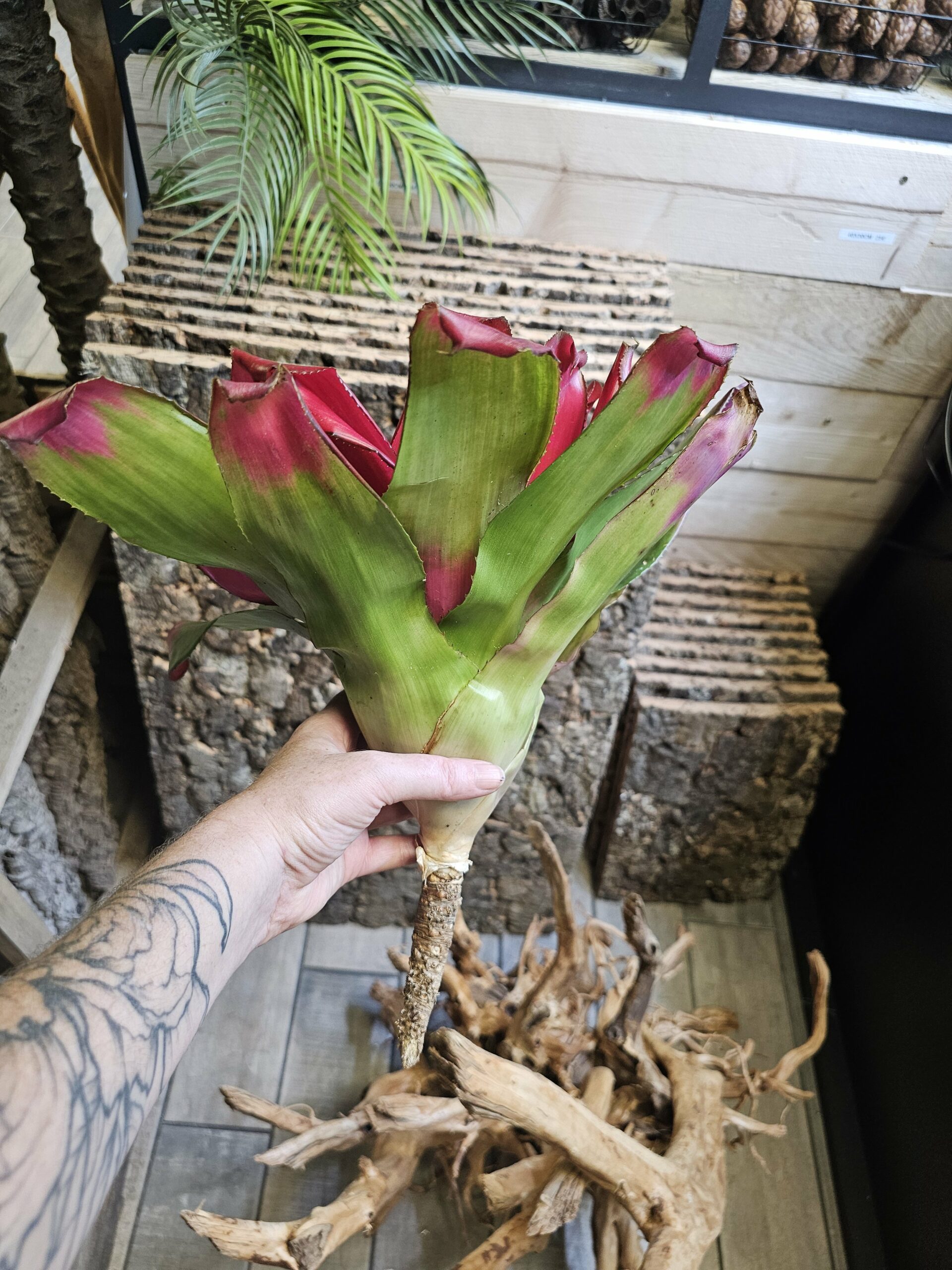 Neoregelia green apple – Image 2