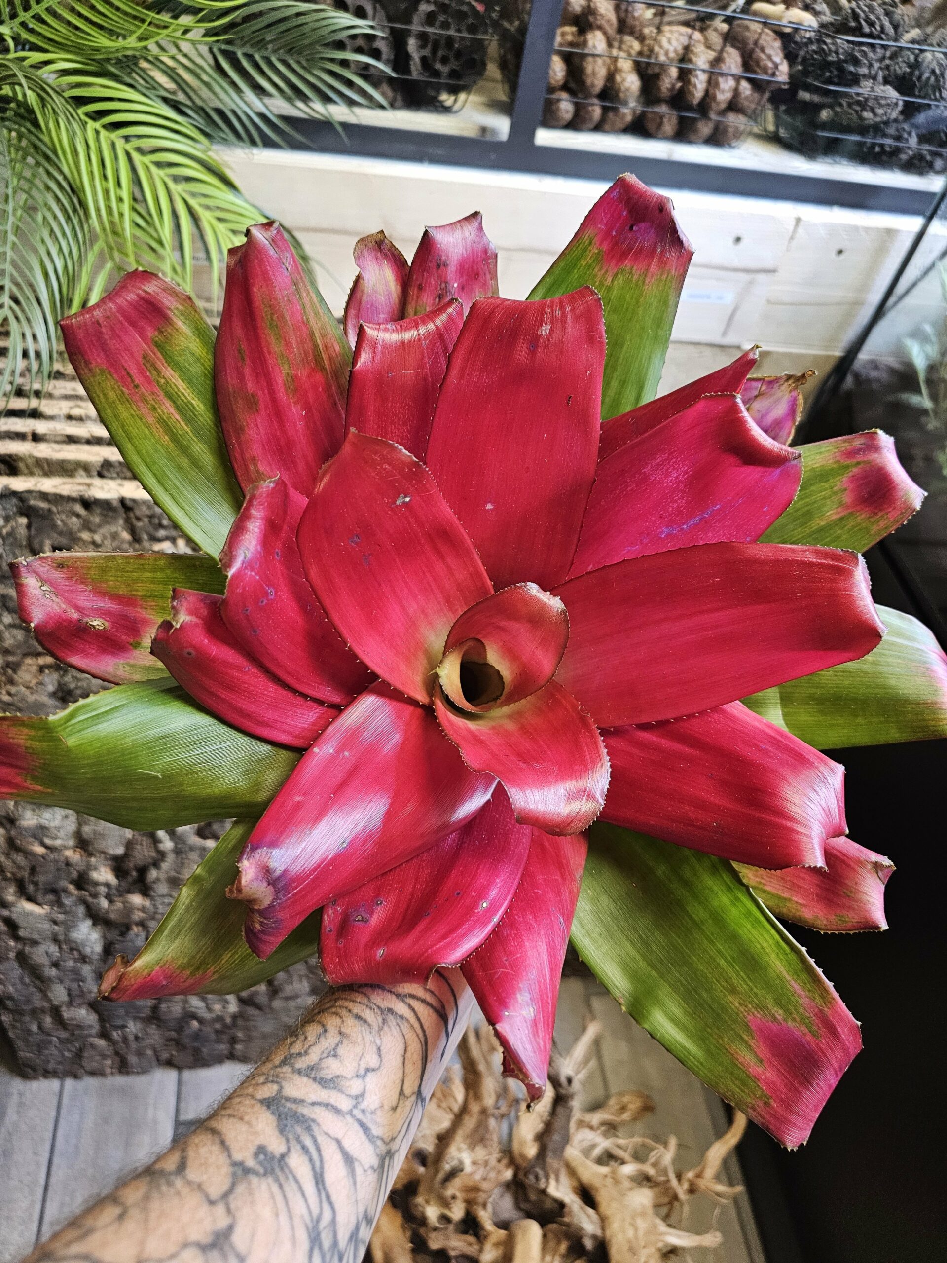 Neoregelia green apple – Image 3