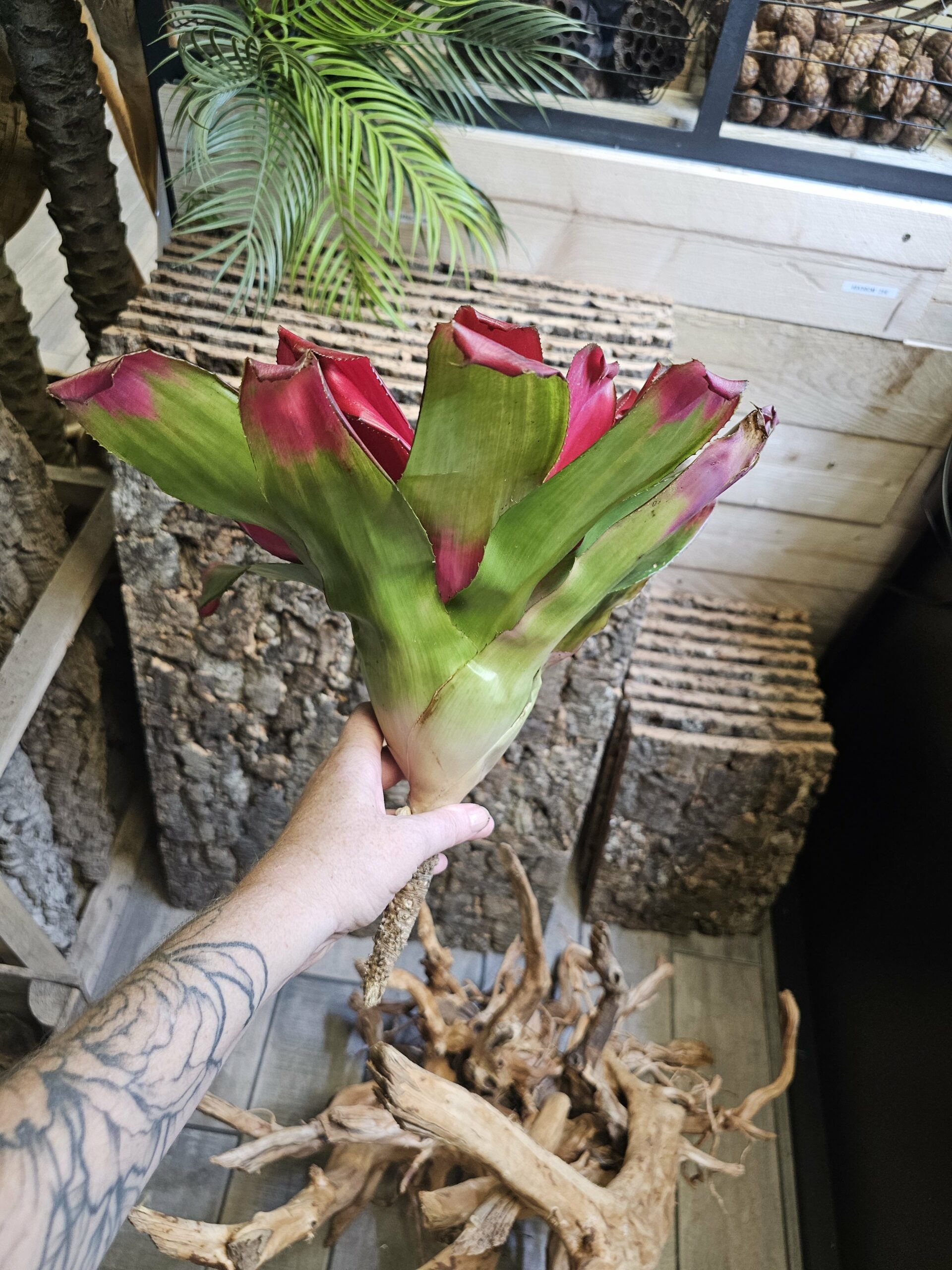 Neoregelia green apple – Image 4