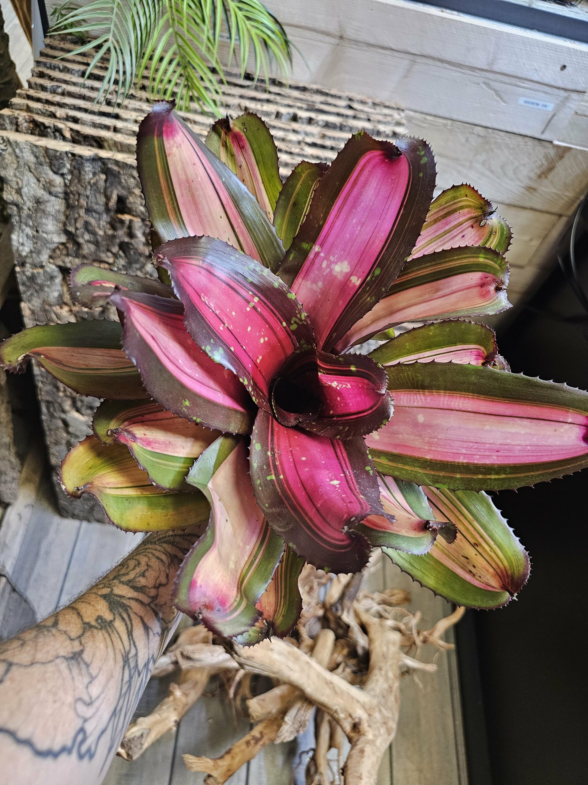 Neoregelia Garter bite – Image 3