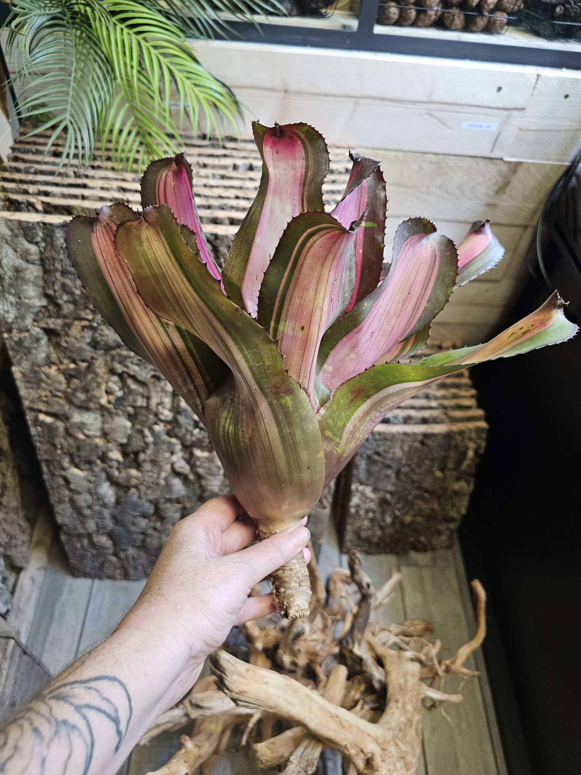 Neoregelia Garter bite – Image 2