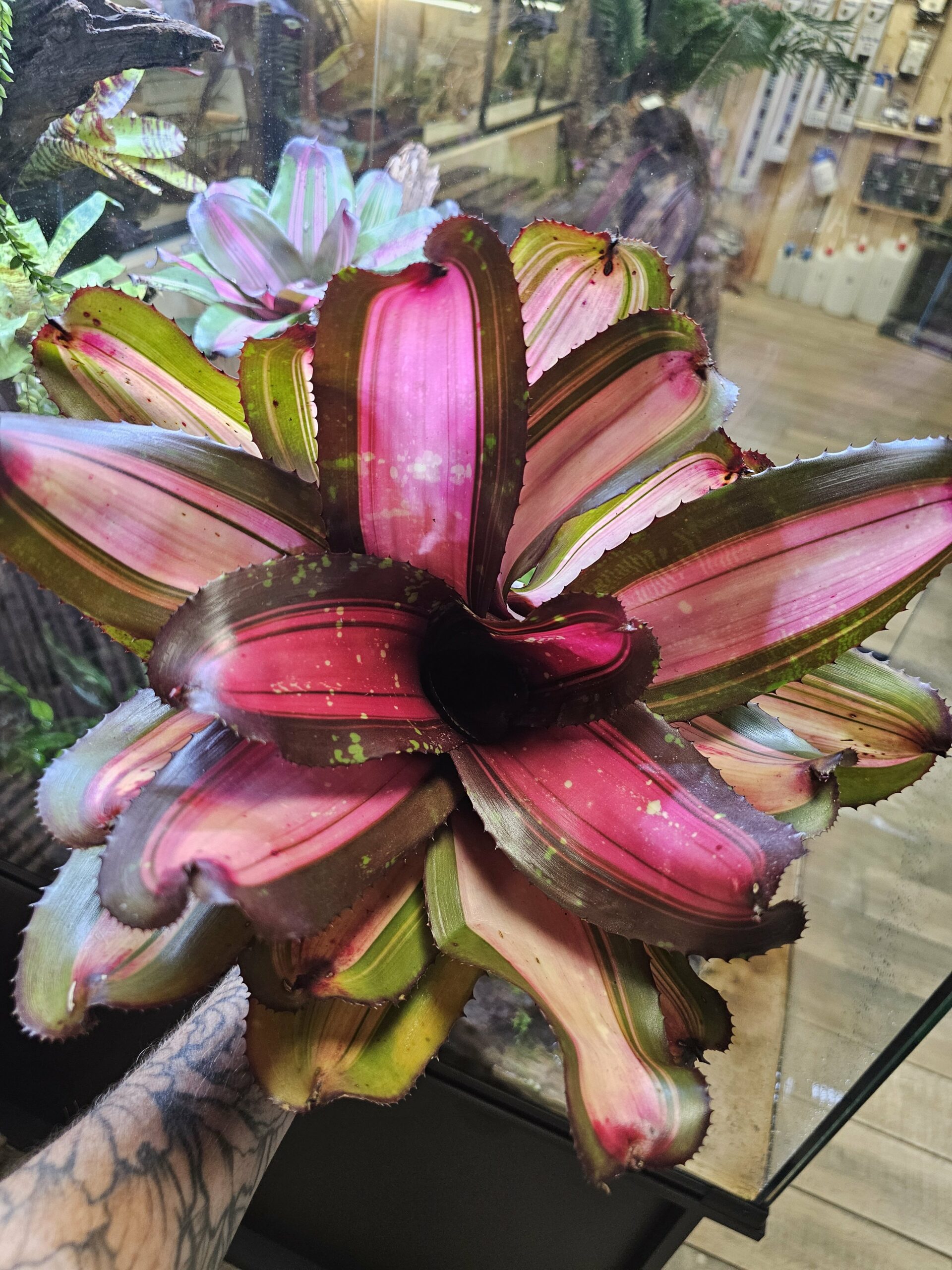 Neoregelia Garter bite