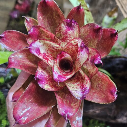 Neoregelia Orange star
