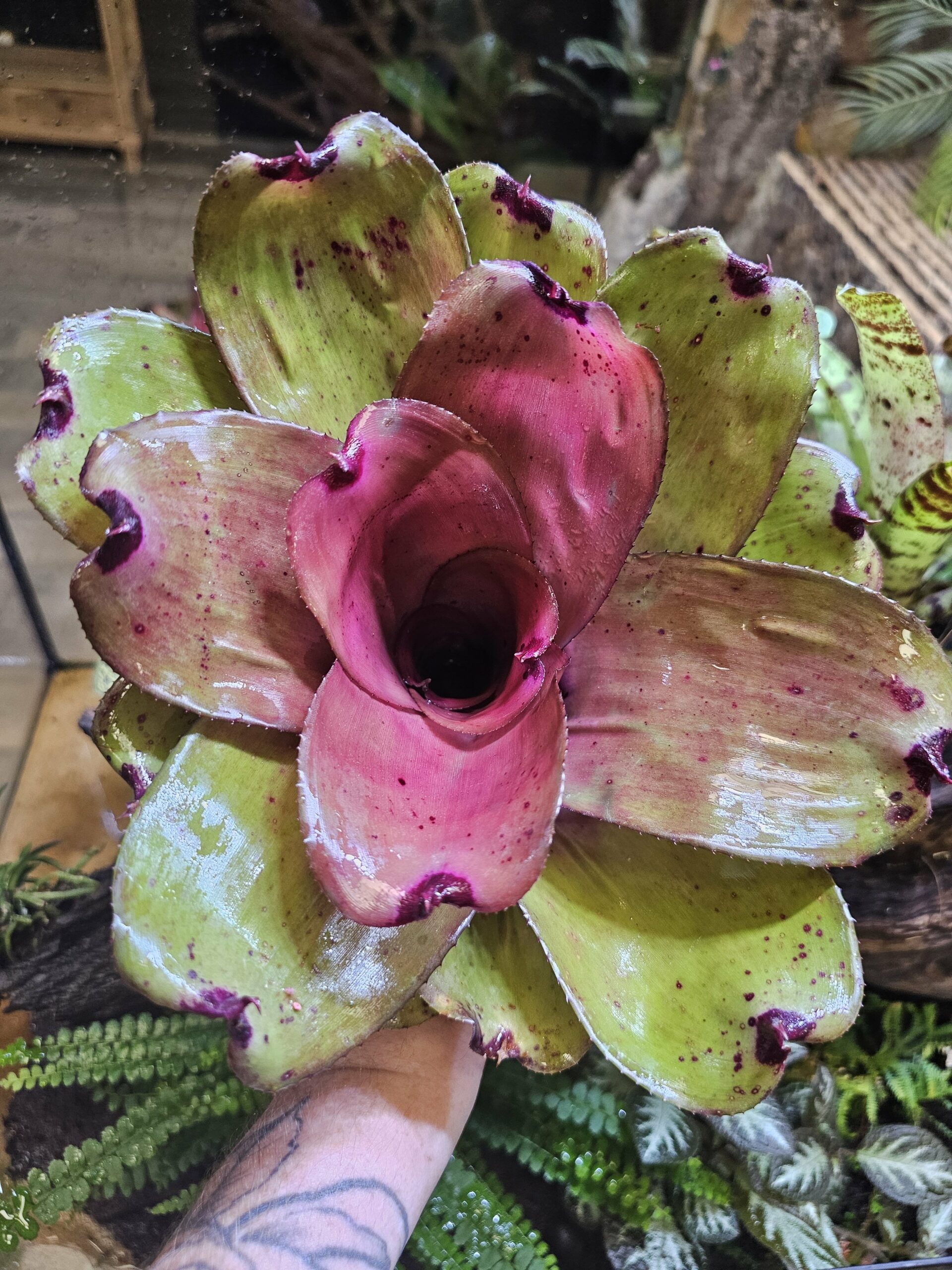 Neoregelia ninja hybrid 1