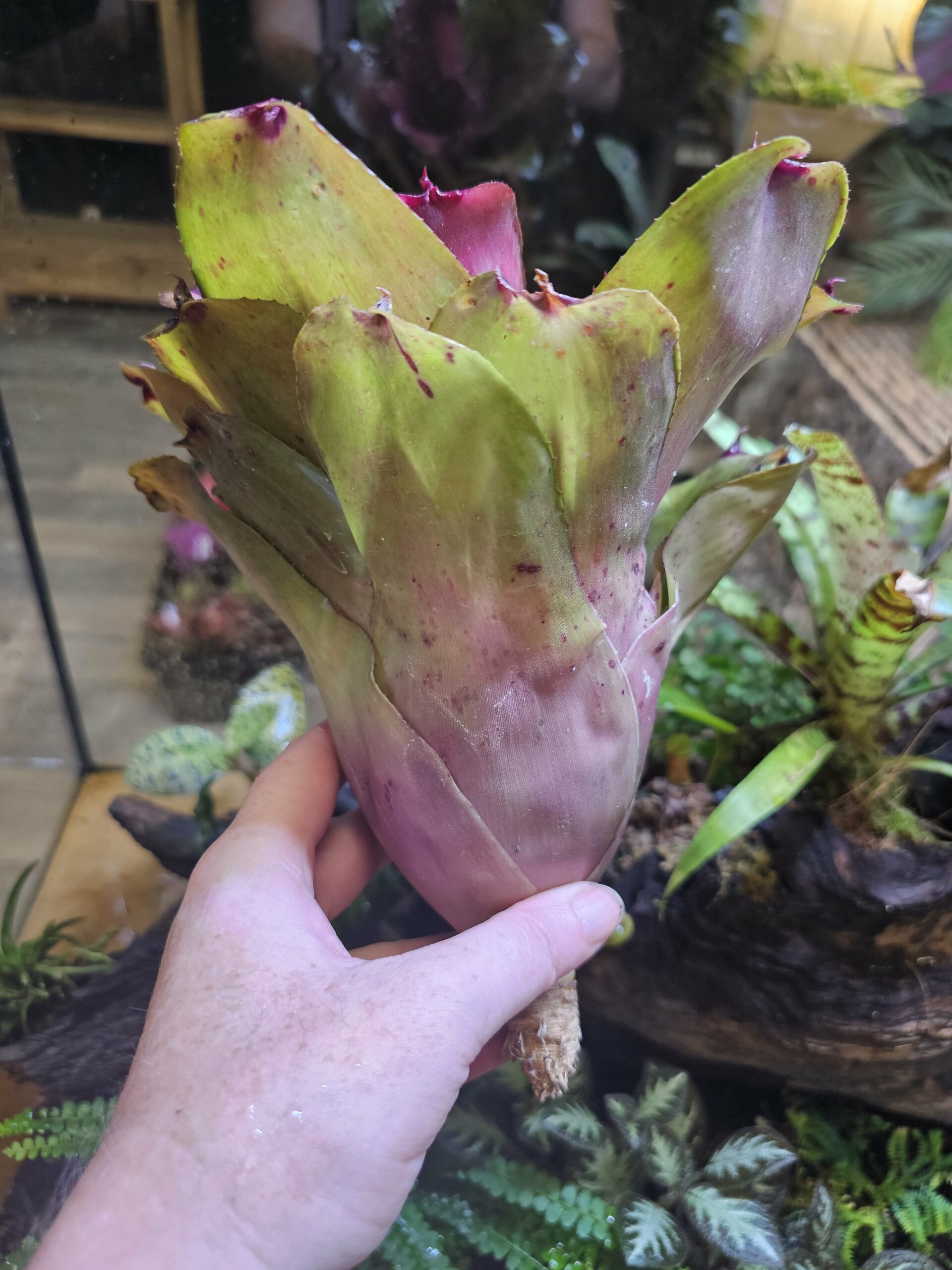 Neoregelia ninja hybrid 1 – Image 2