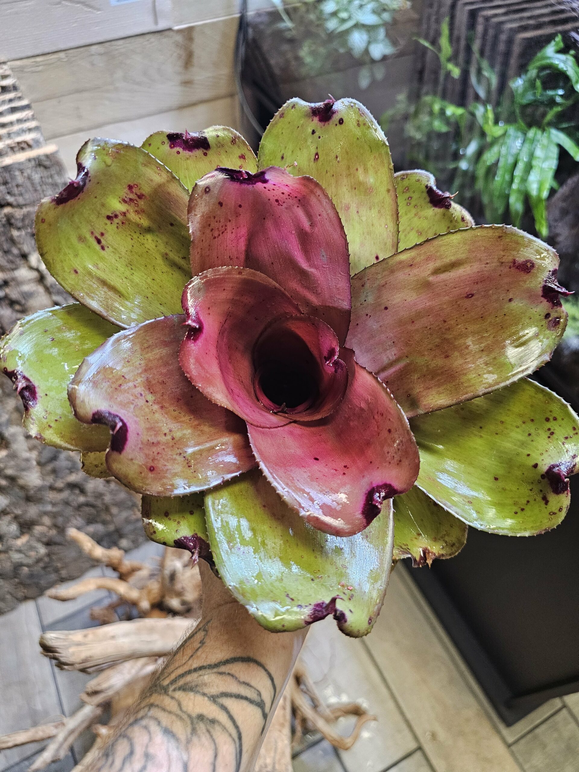 Neoregelia ninja hybrid 1 – Image 3