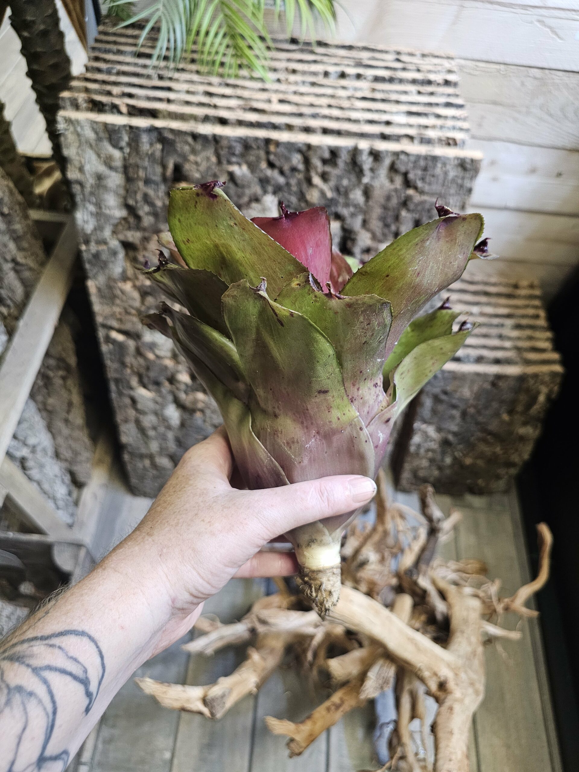 Neoregelia ninja hybrid 1 – Image 4