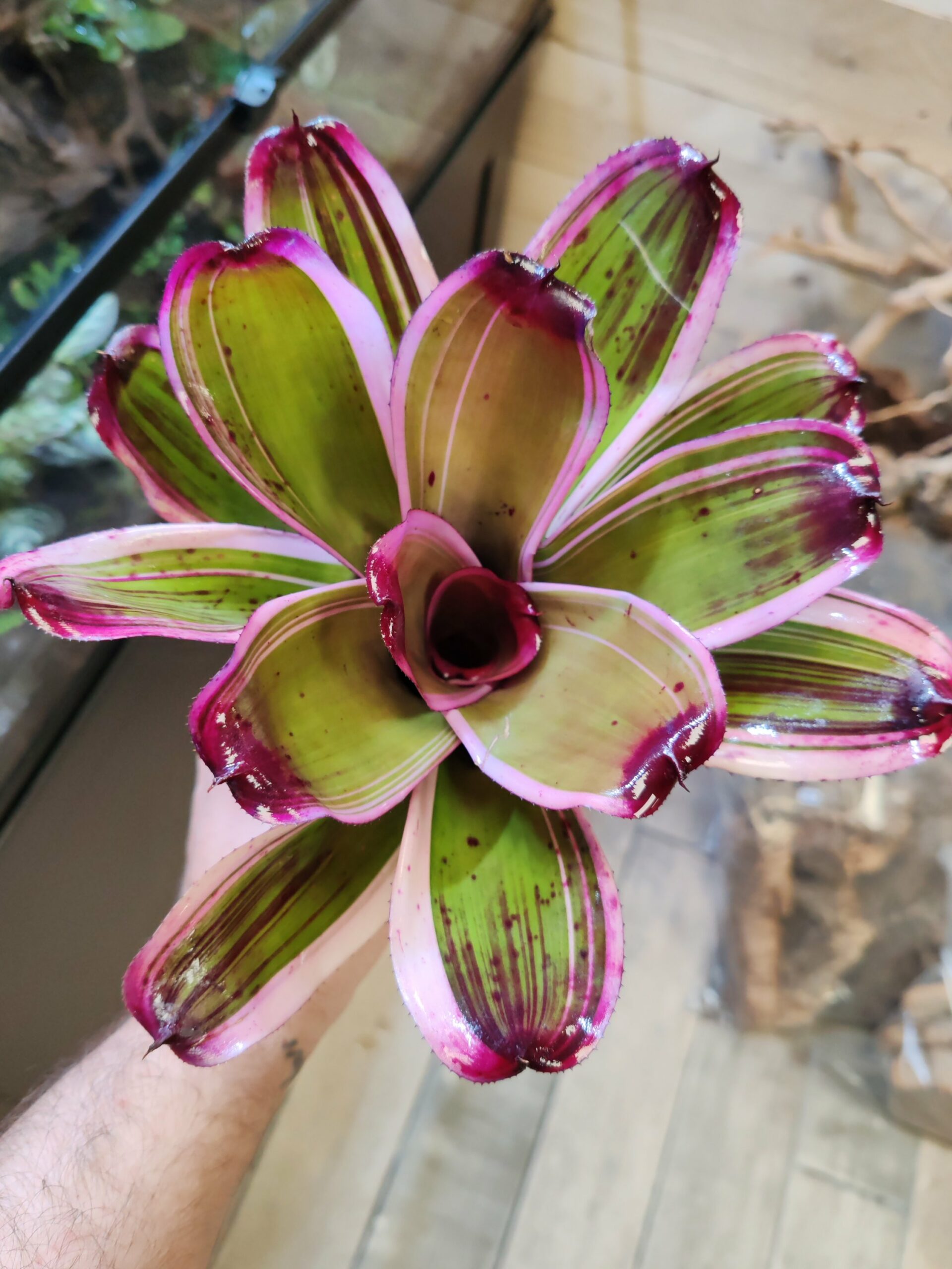 Neoregelia Sister Janet