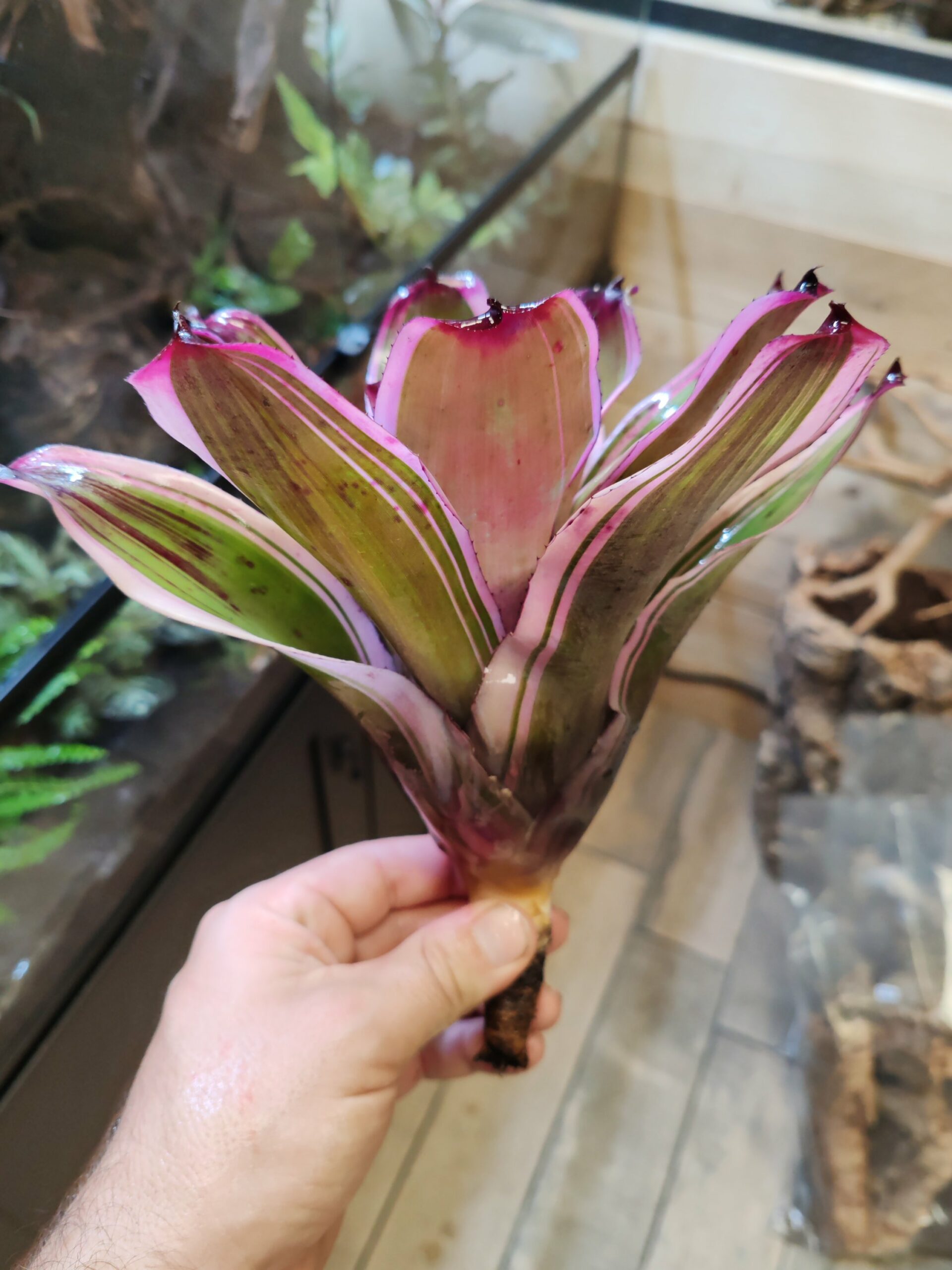 Neoregelia Sister Janet – Image 2