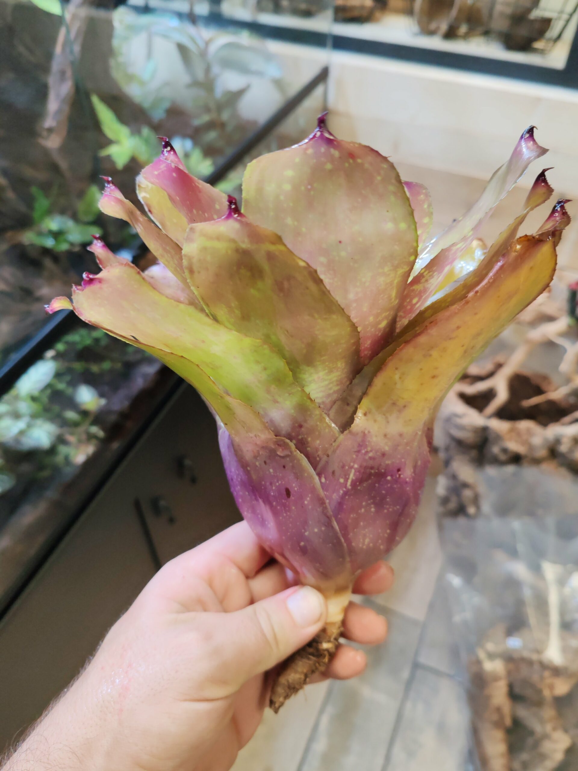 Neoregelia Gustavo – Image 2