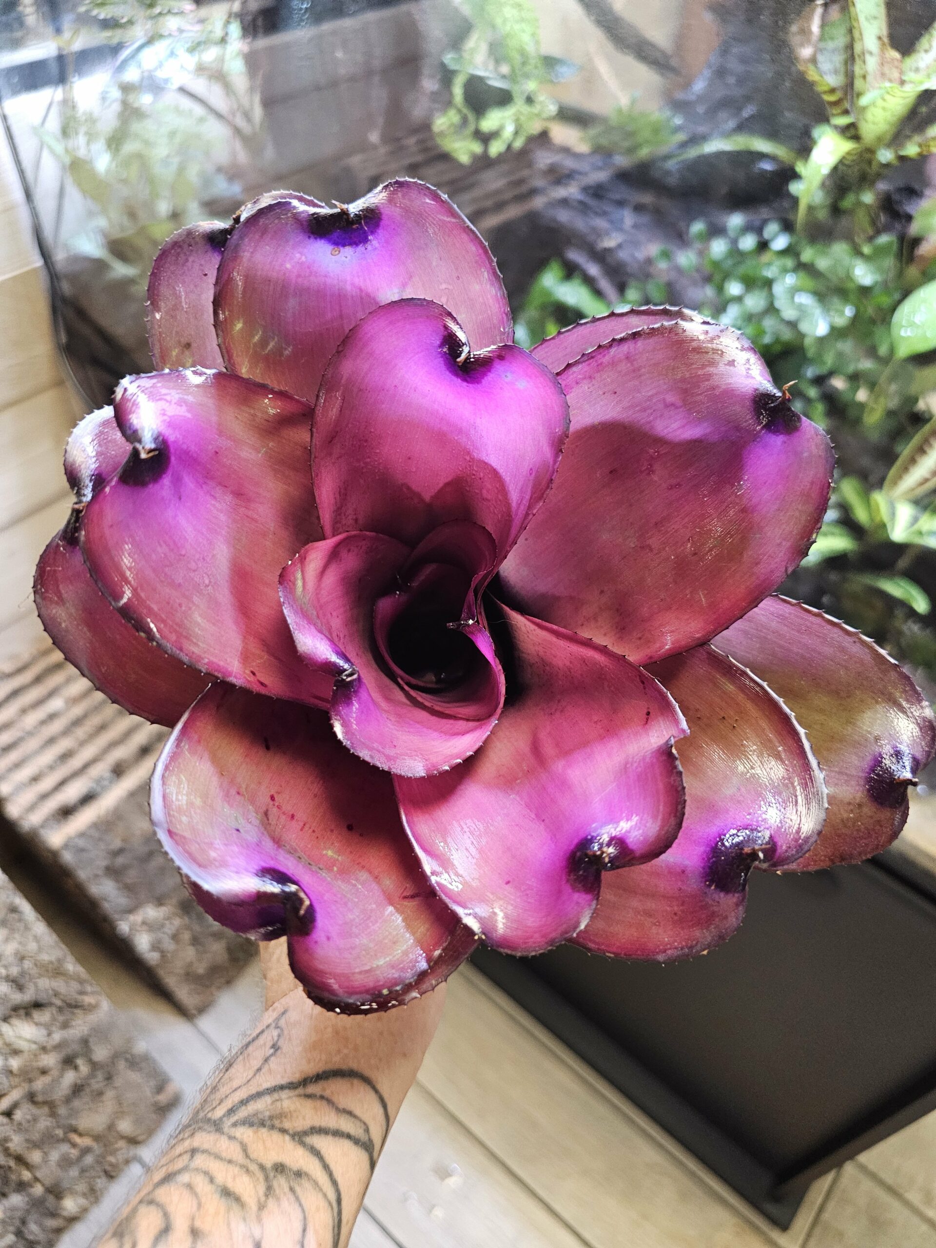 Neoregelia Interstellar – Image 3
