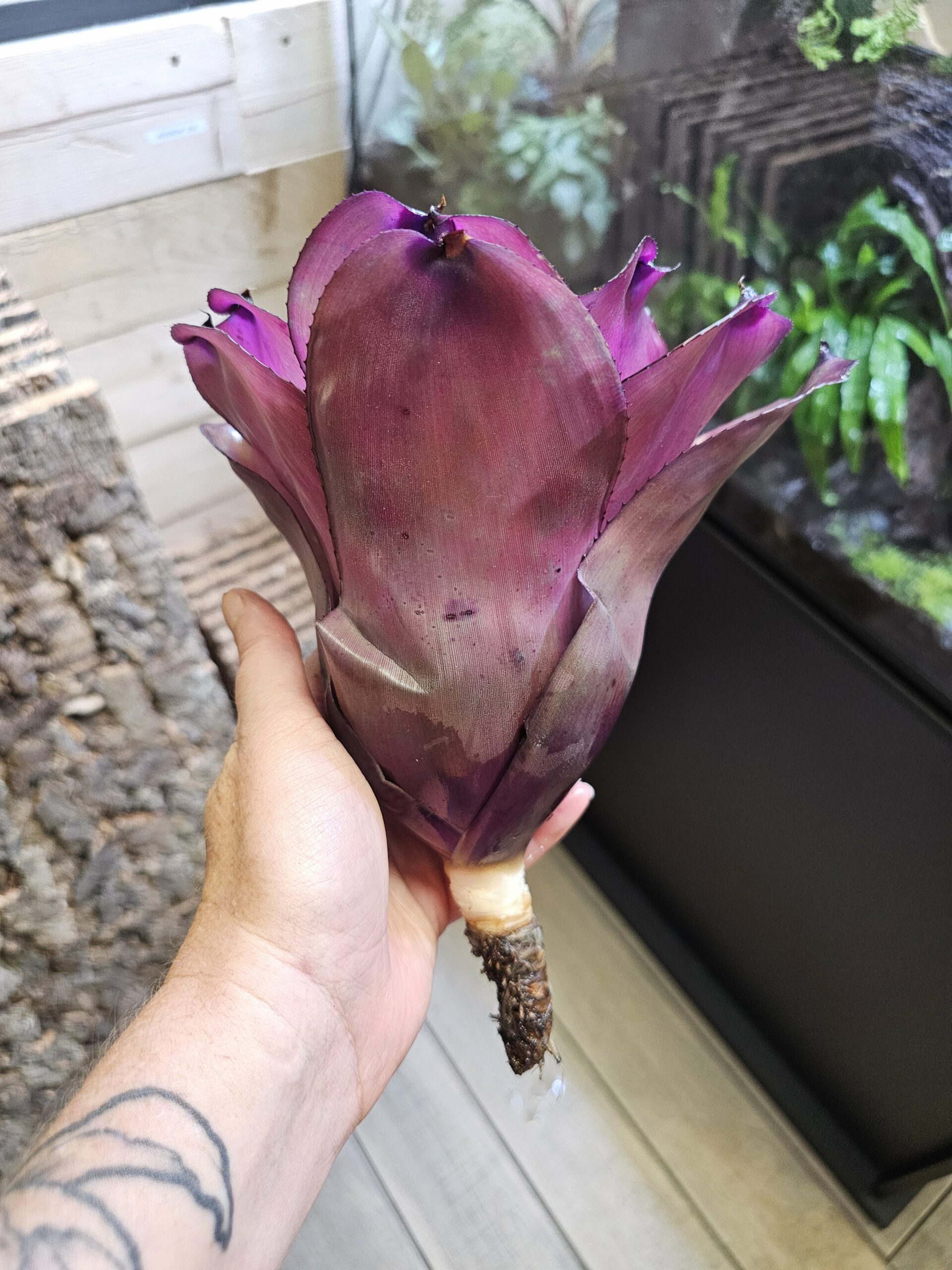 Neoregelia Interstellar – Image 2