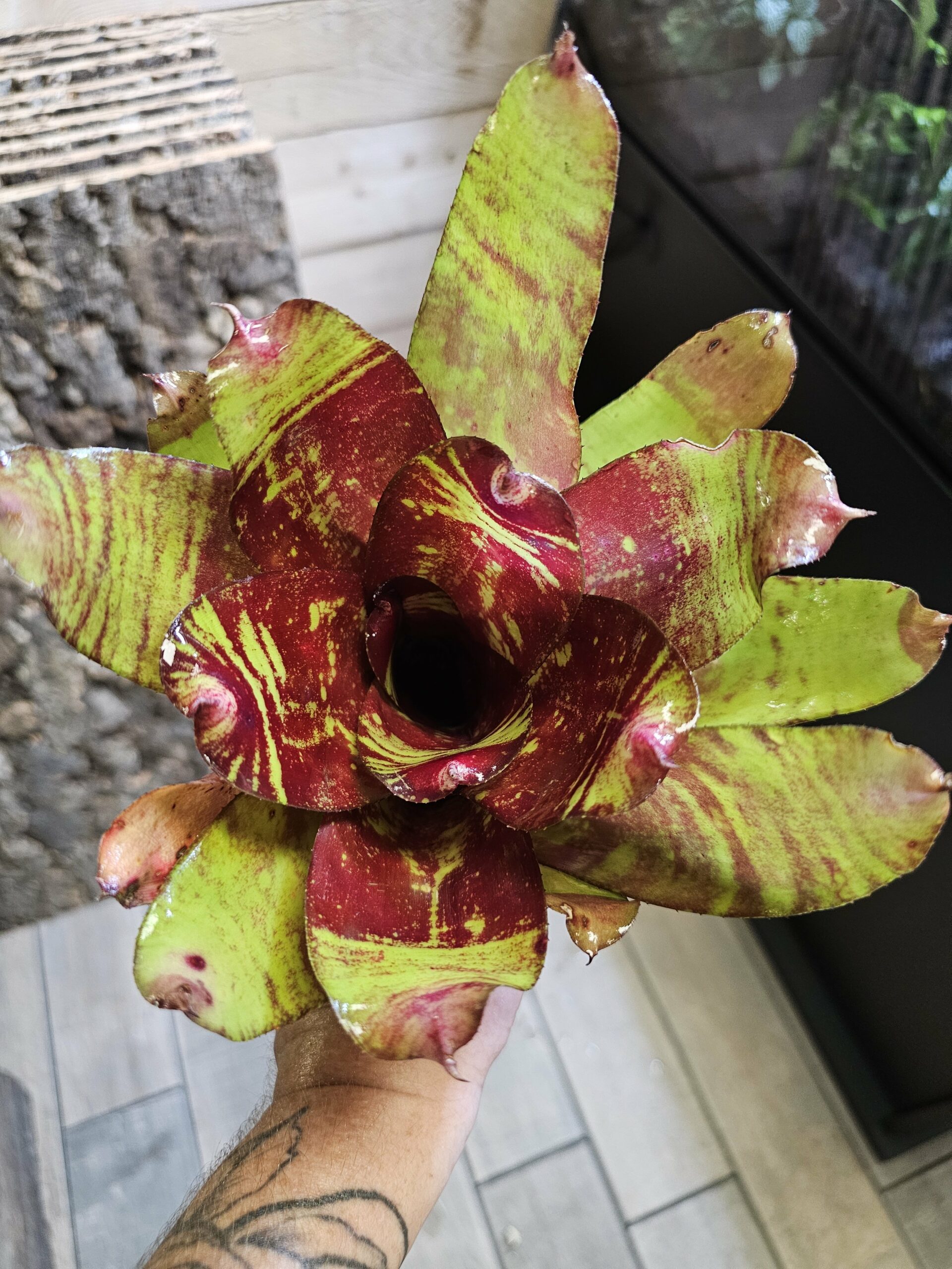 Neoregelia Thomas brown