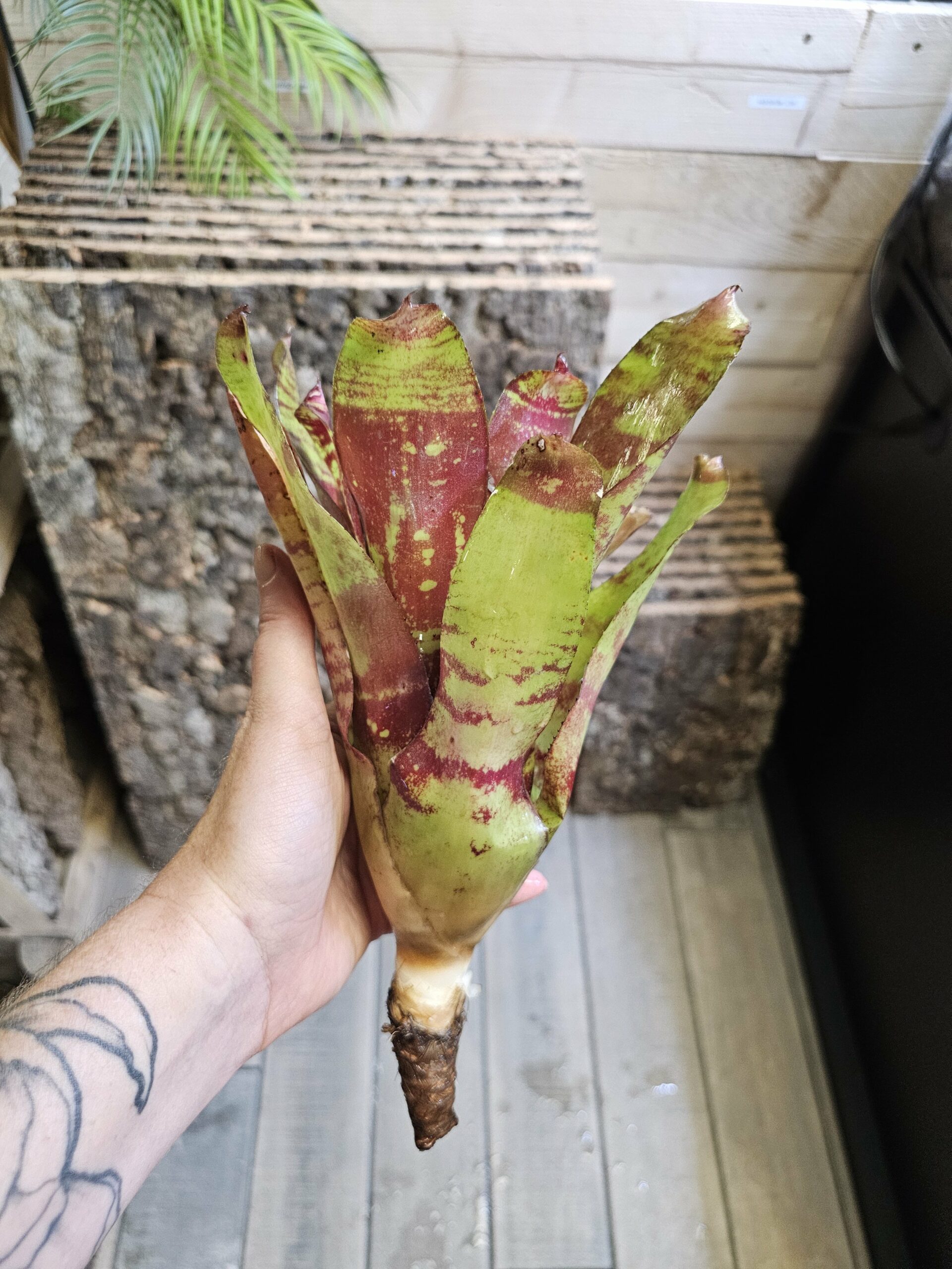 Neoregelia Thomas brown – Image 2