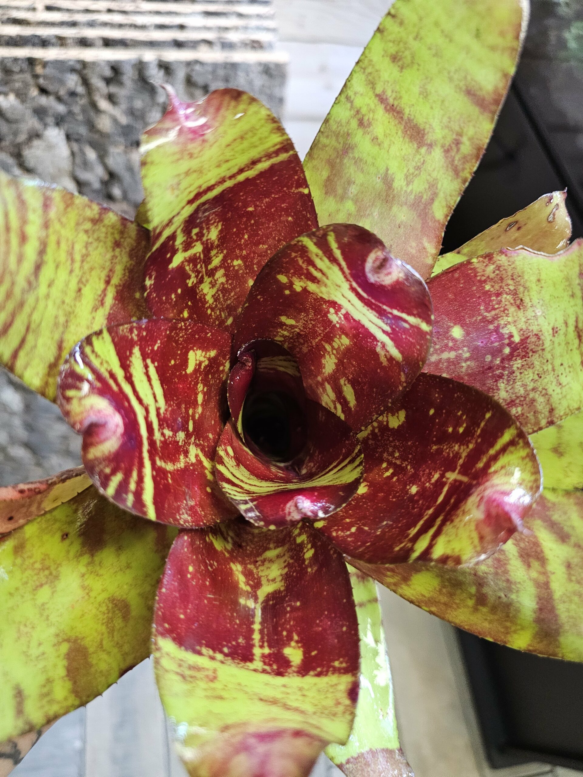 Neoregelia Thomas brown – Image 3