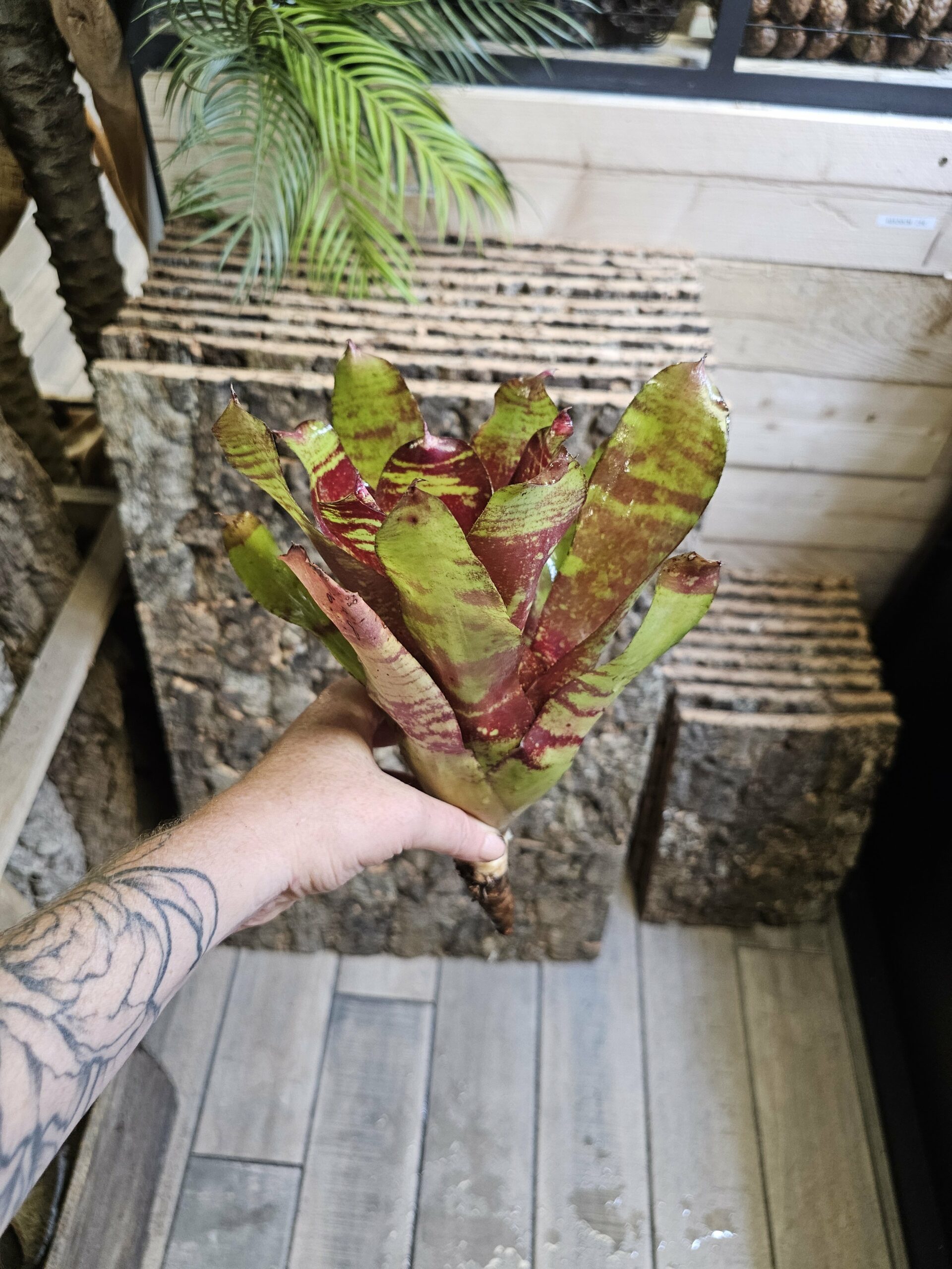 Neoregelia Thomas brown – Image 4