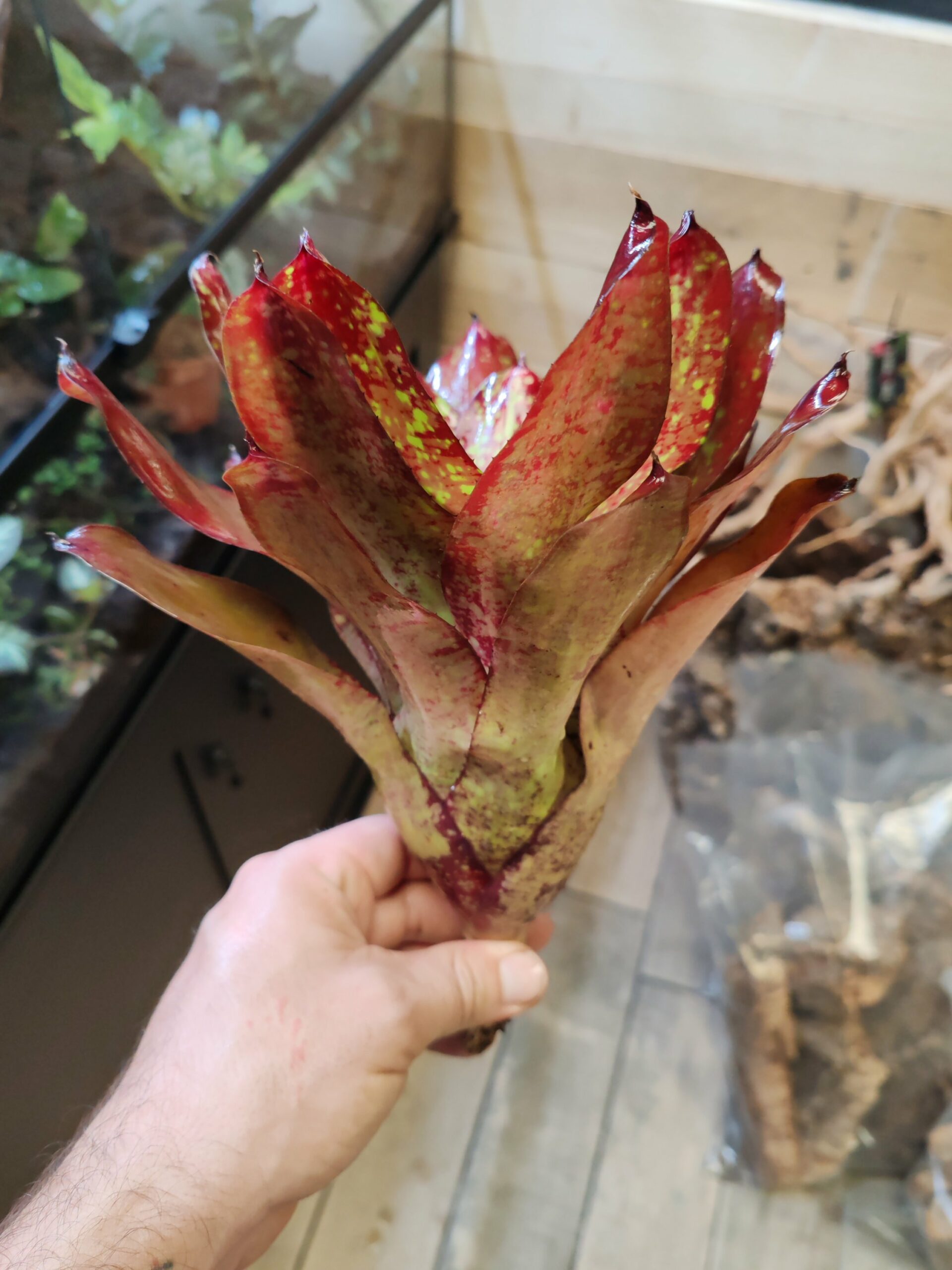 Neoregelia Ruby Pagoda – Image 2
