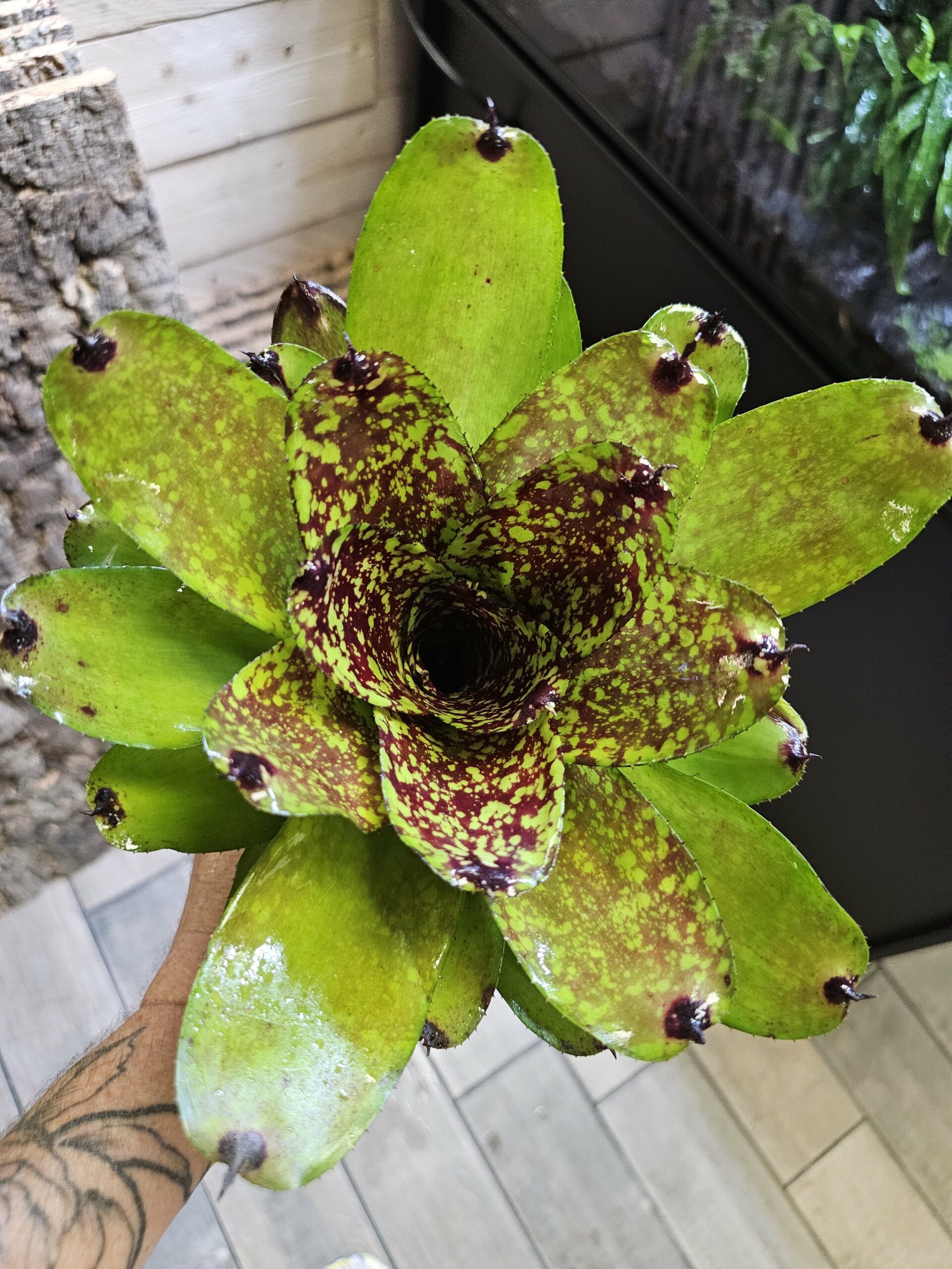 Neoregelia Green super cute