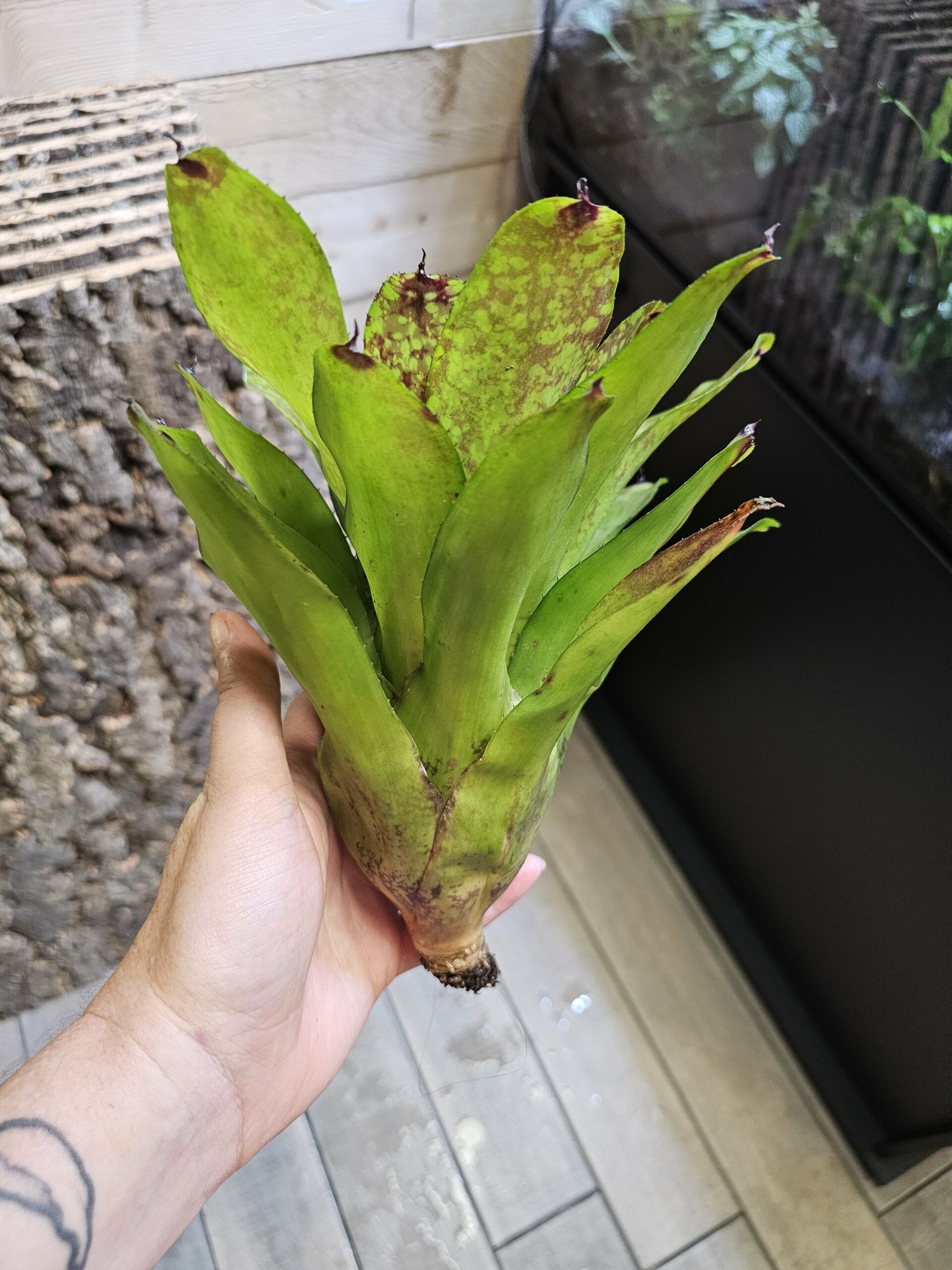 Neoregelia Green super cute – Image 2