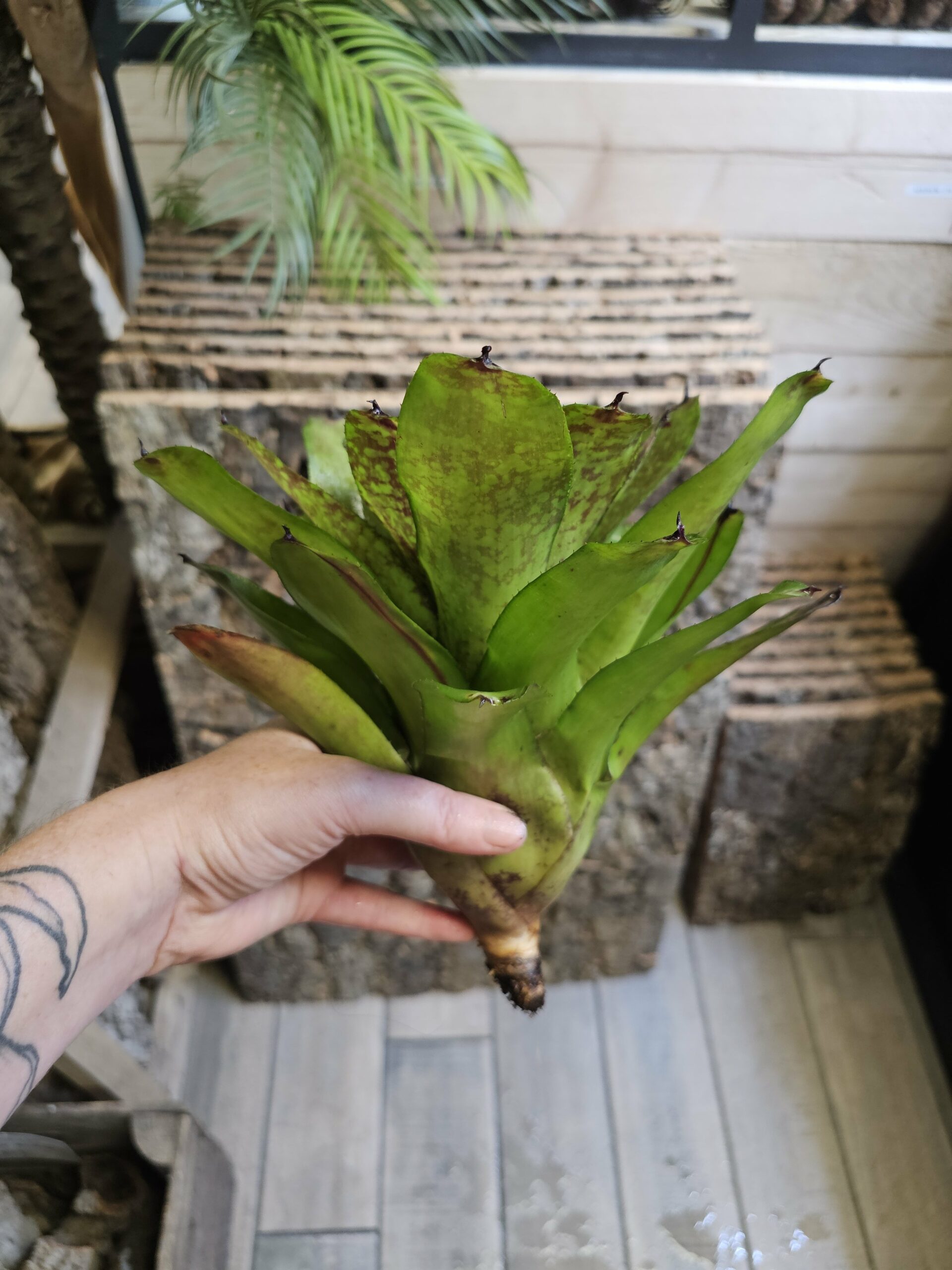 Neoregelia Green super cute – Image 3