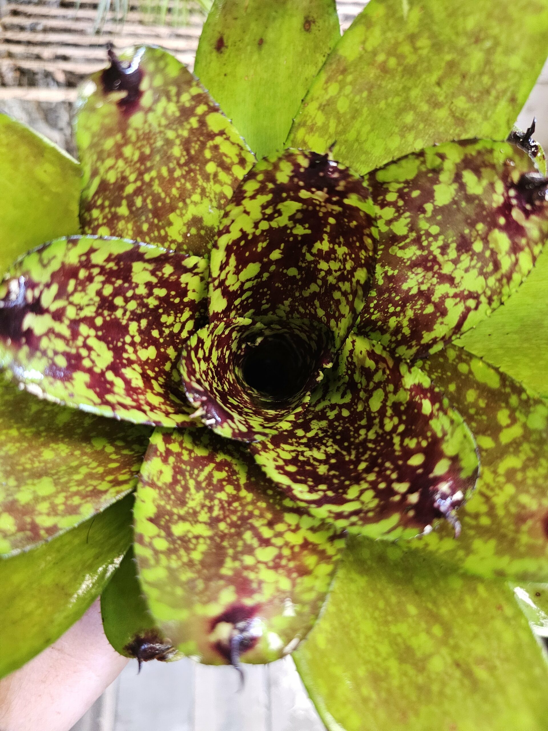 Neoregelia Green super cute – Image 4