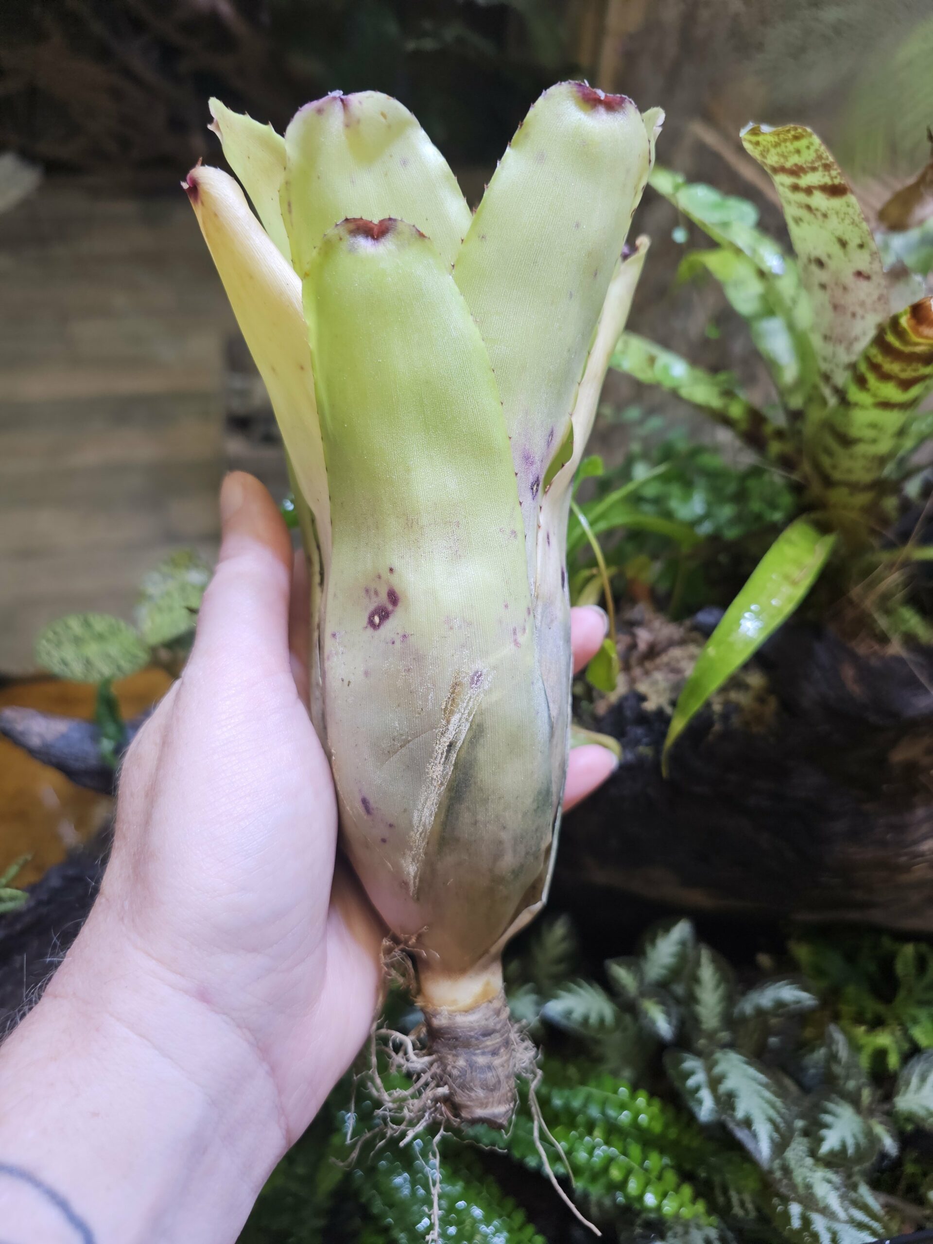 Neoregelia San josé – Image 2