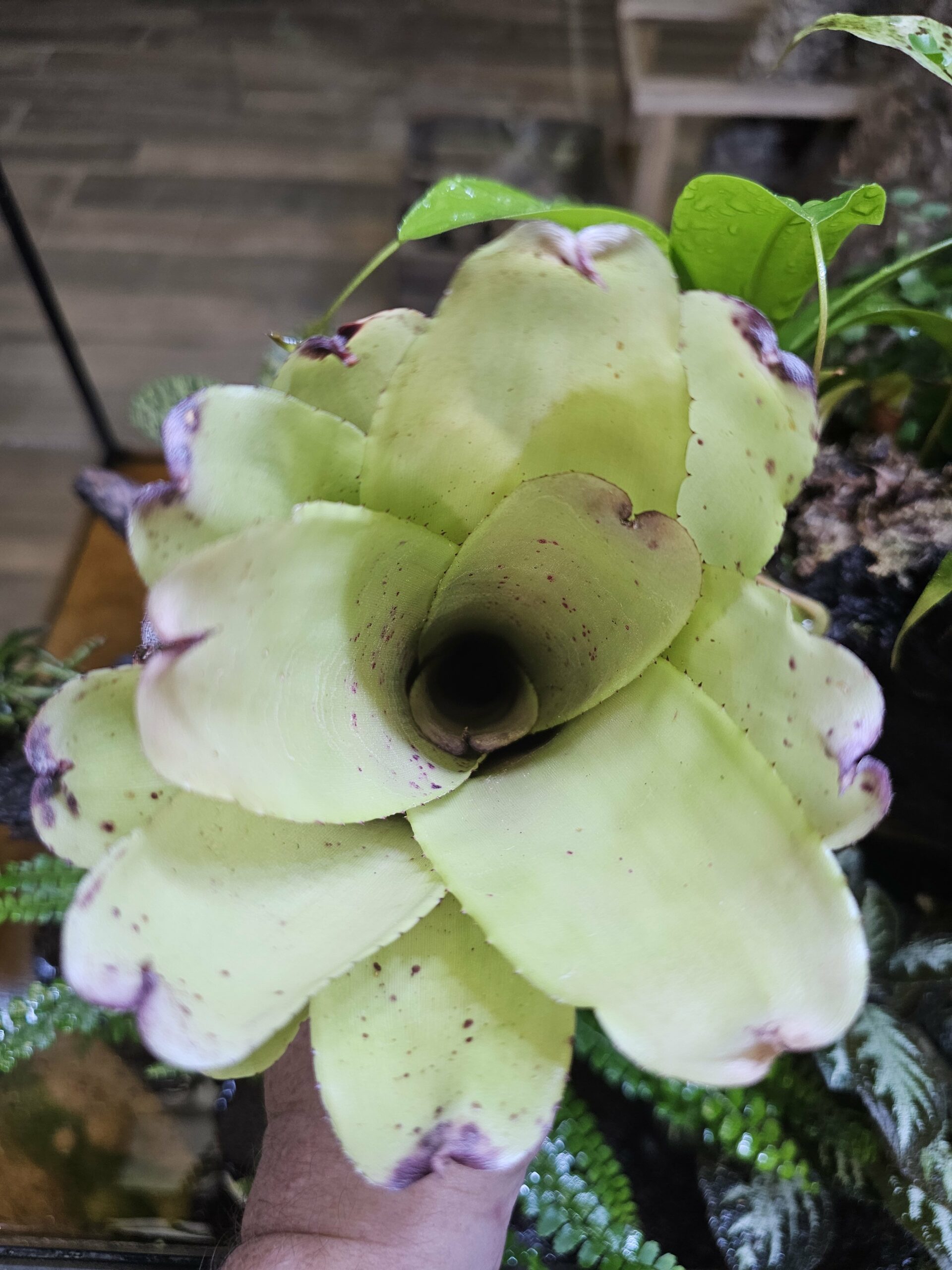 Neoregelia San josé – Image 3