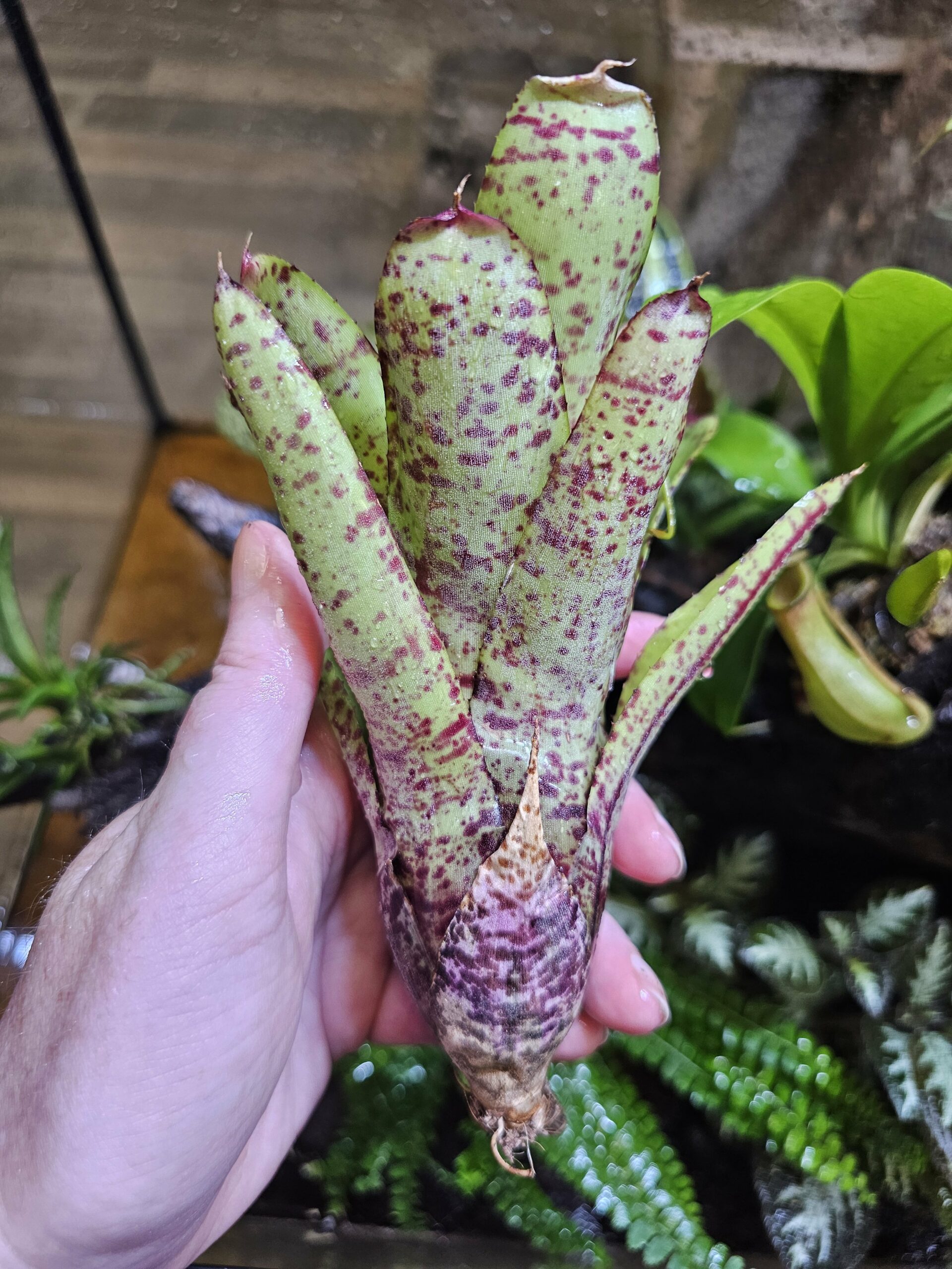 Neoregelia Diablo – Image 2