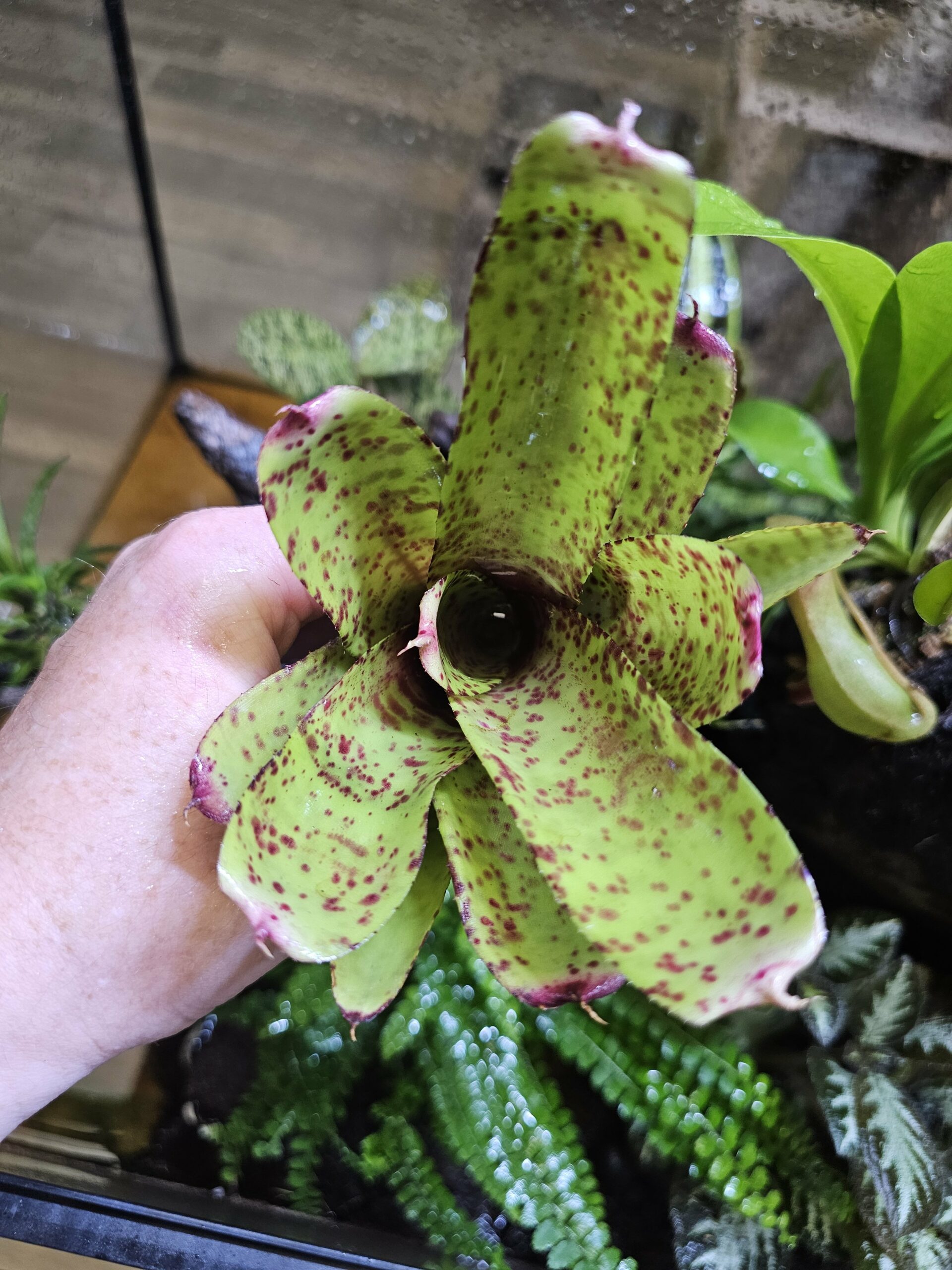 Neoregelia Diablo – Image 3