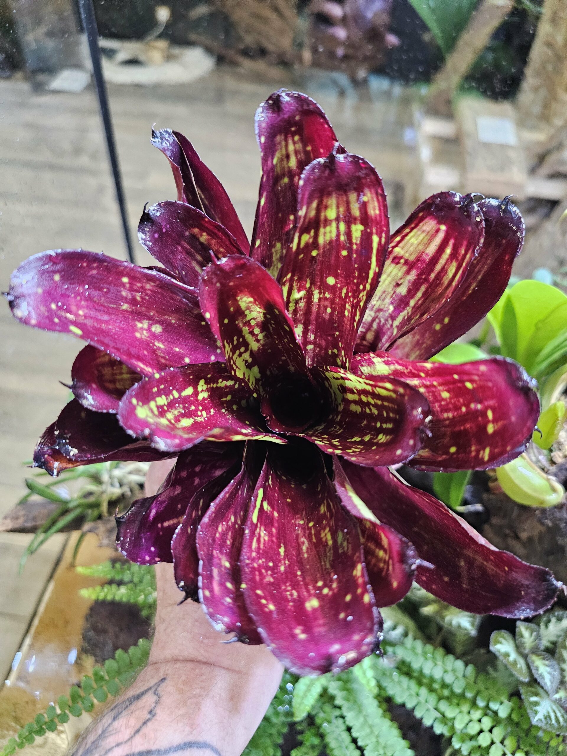 Neoregelia stripe x cosmic – Image 2