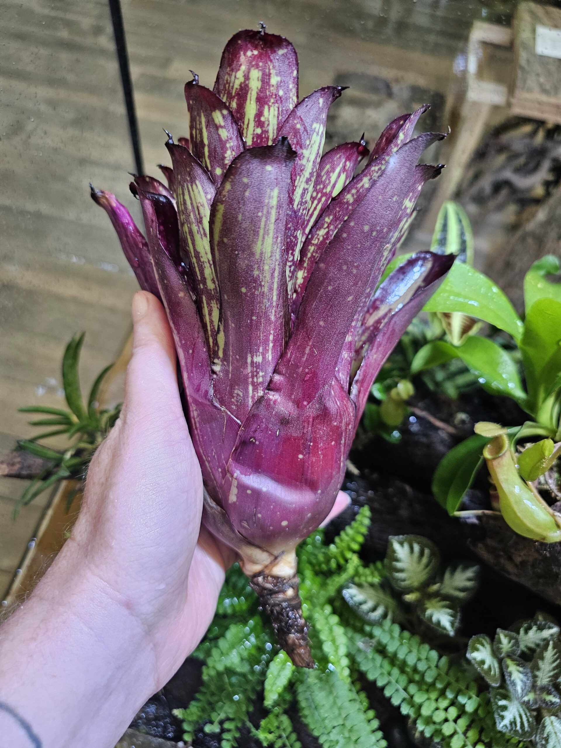 Neoregelia stripe x cosmic – Image 3