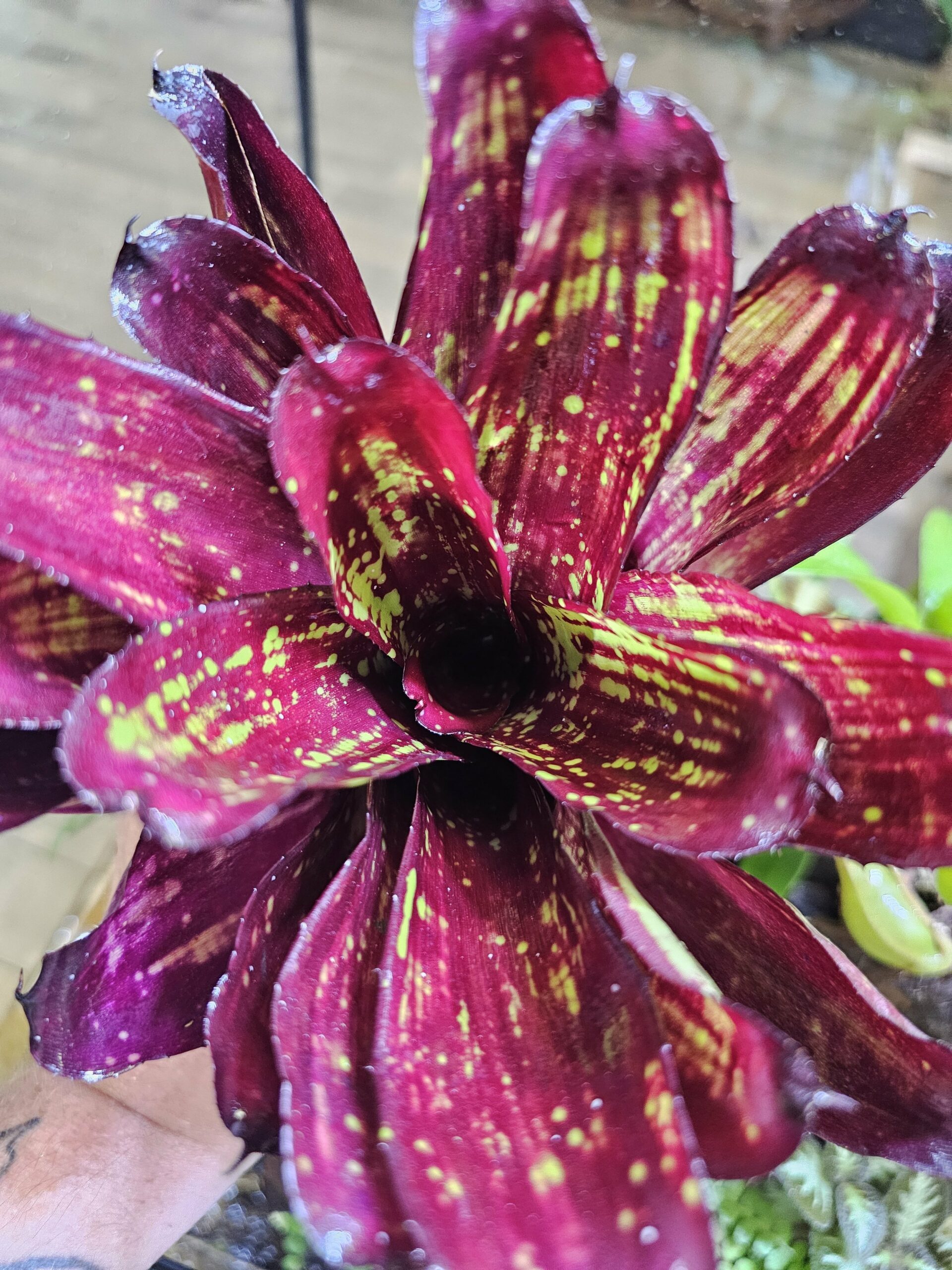 Neoregelia stripe x cosmic