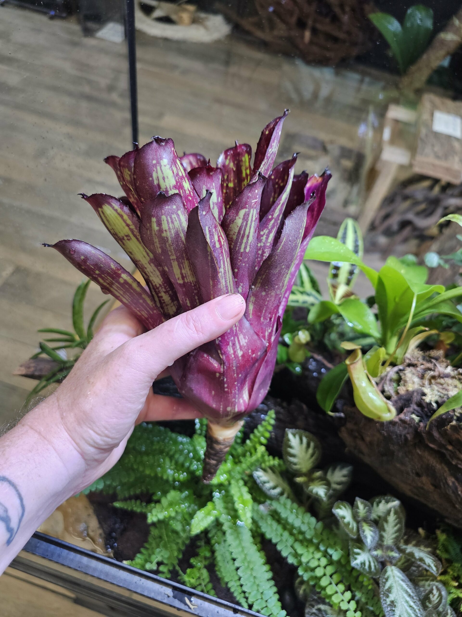 Neoregelia stripe x cosmic – Image 4