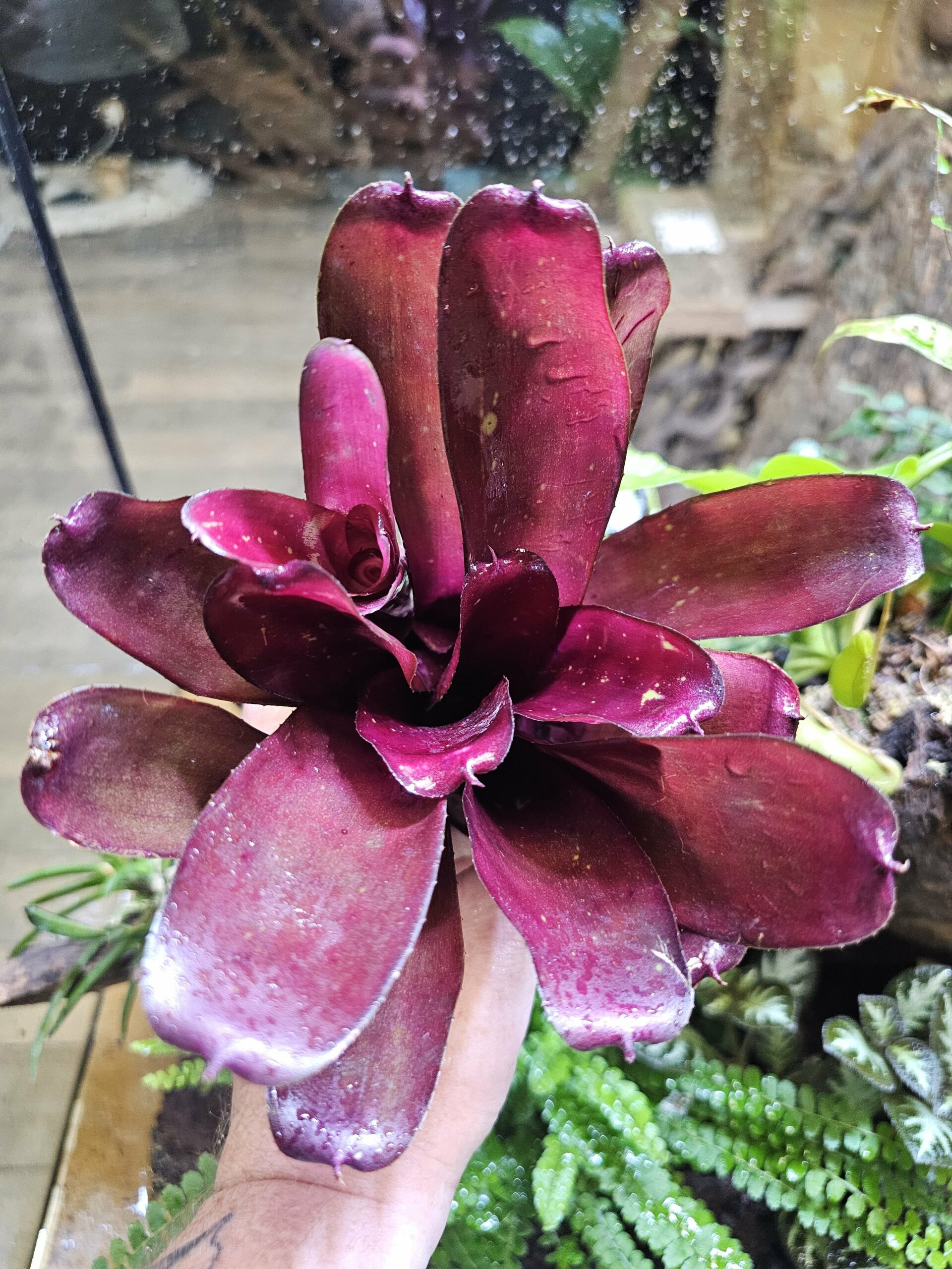 Neoregelia commando