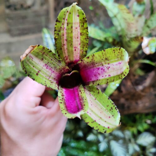 Neoregelia Jade Spider