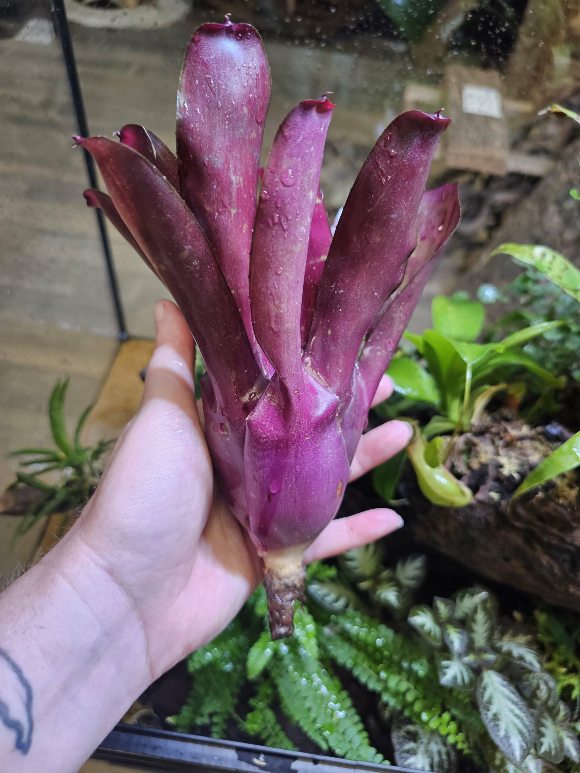 Neoregelia commando – Image 2
