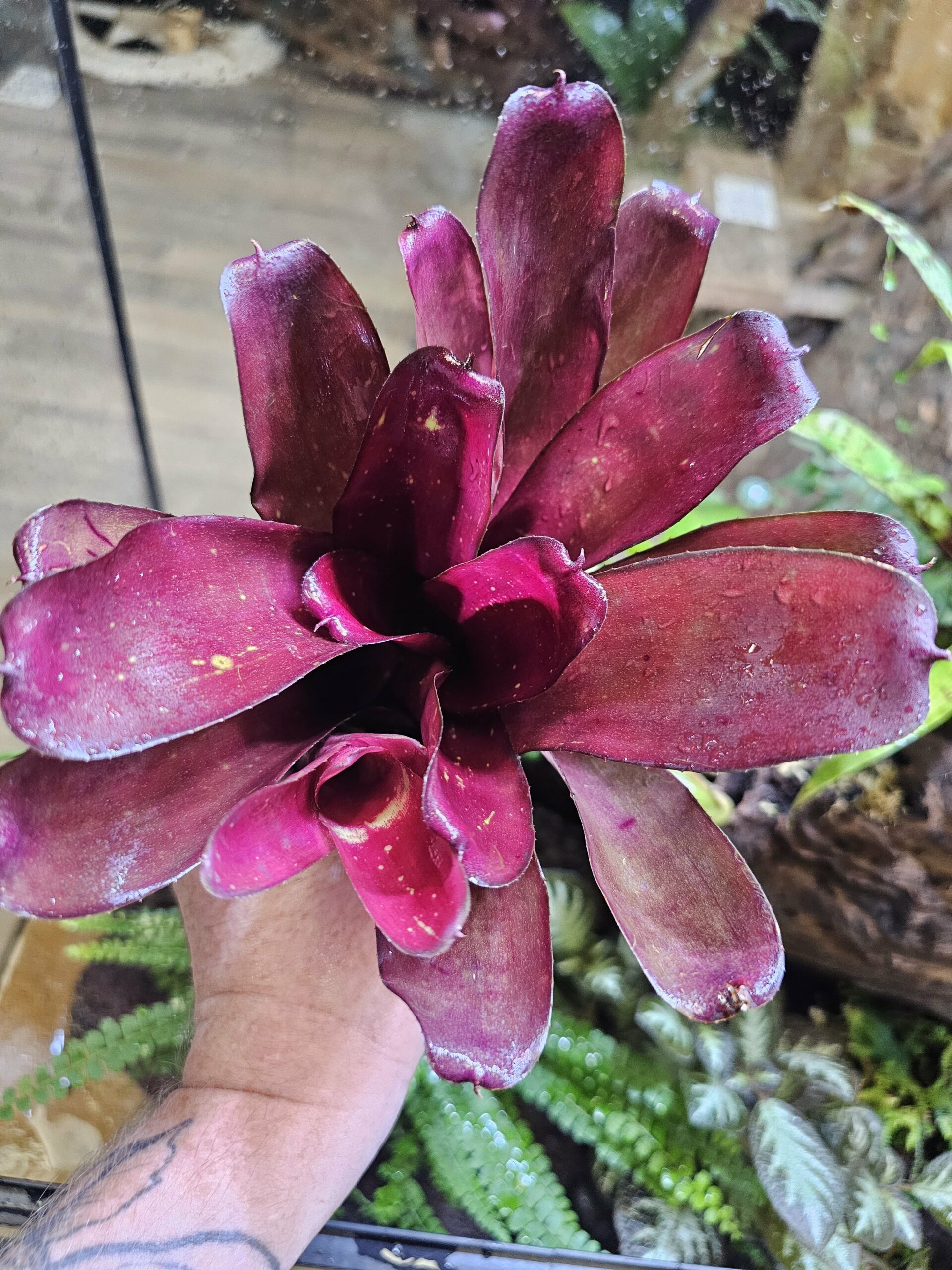 Neoregelia commando – Image 3