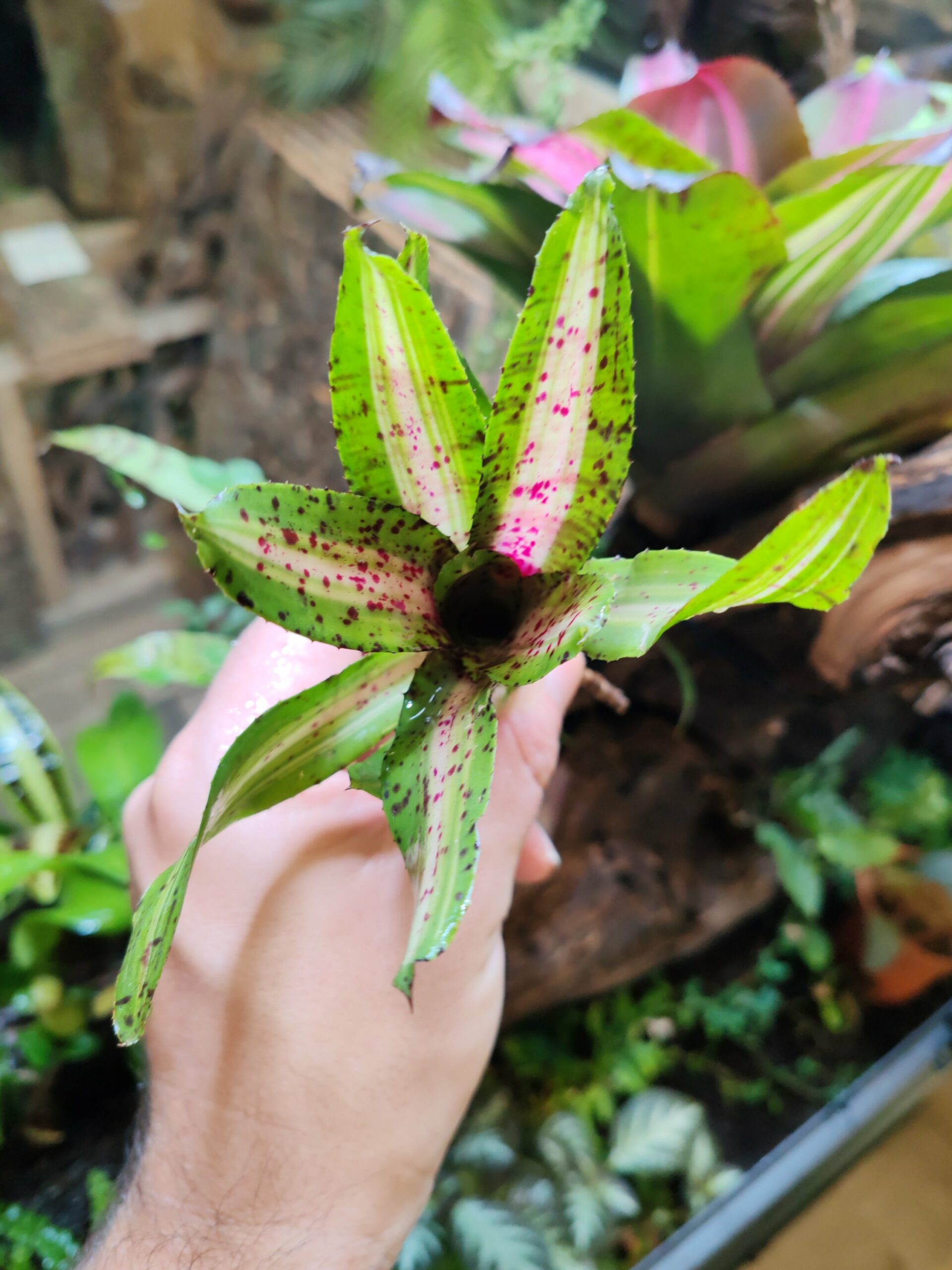 Neoregelia Jade Spider x Palmares