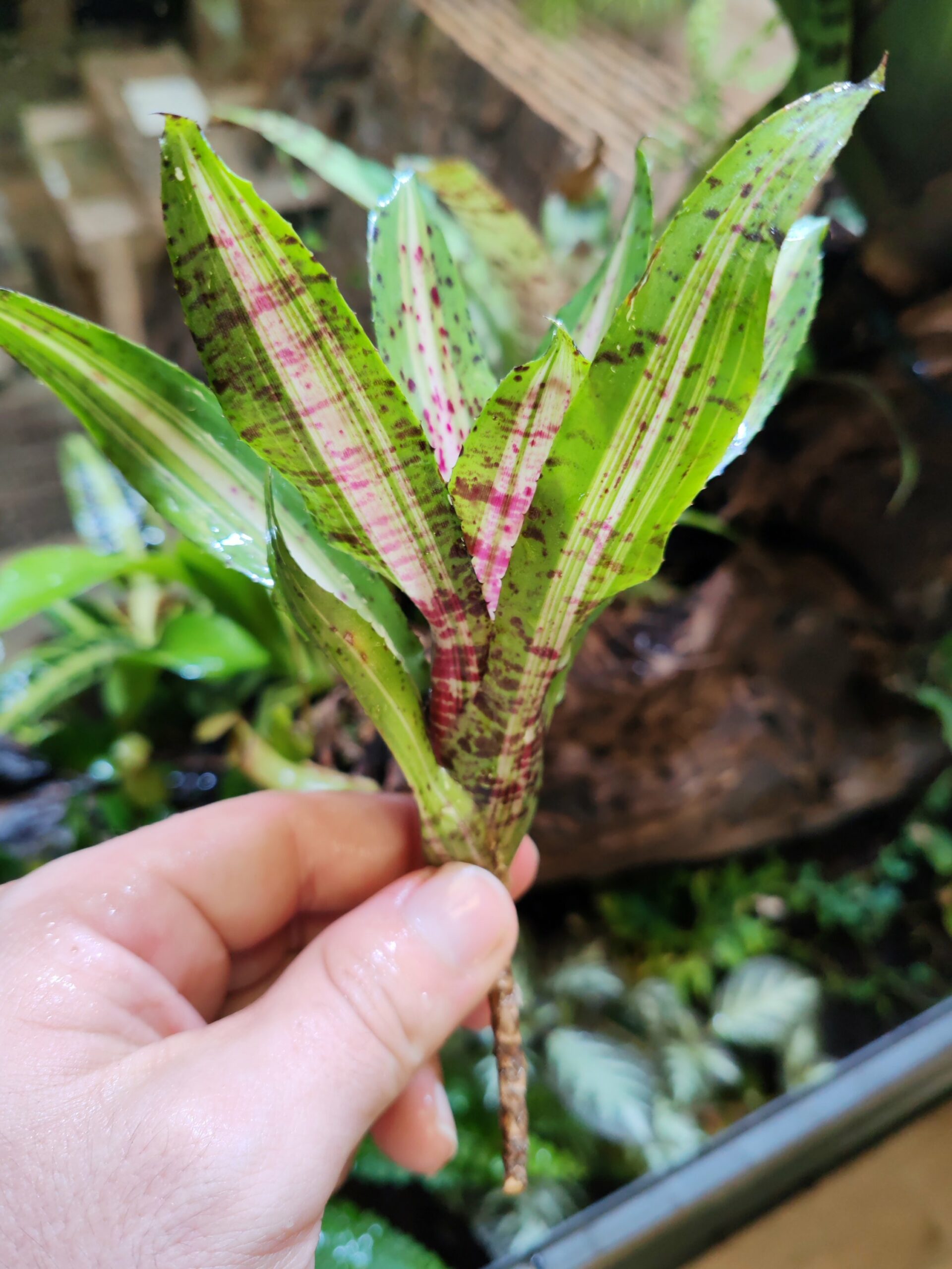 Neoregelia Jade Spider x Palmares – Image 2