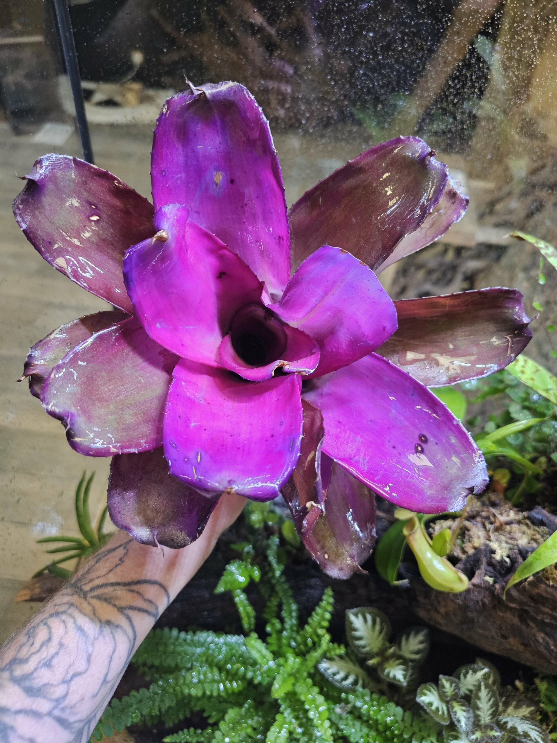 Neoregelia Sunset Bird