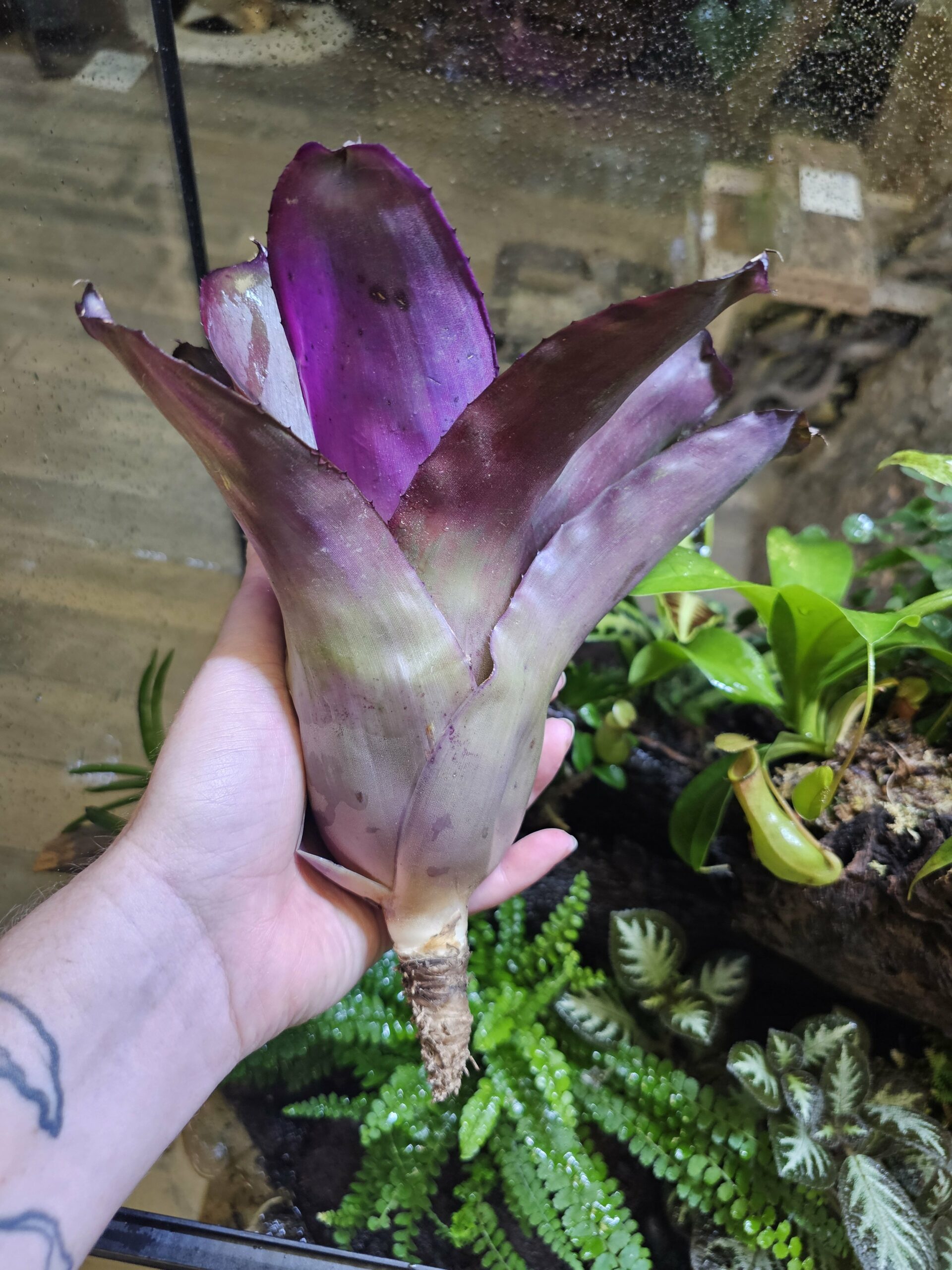 Neoregelia Sunset Bird – Image 2