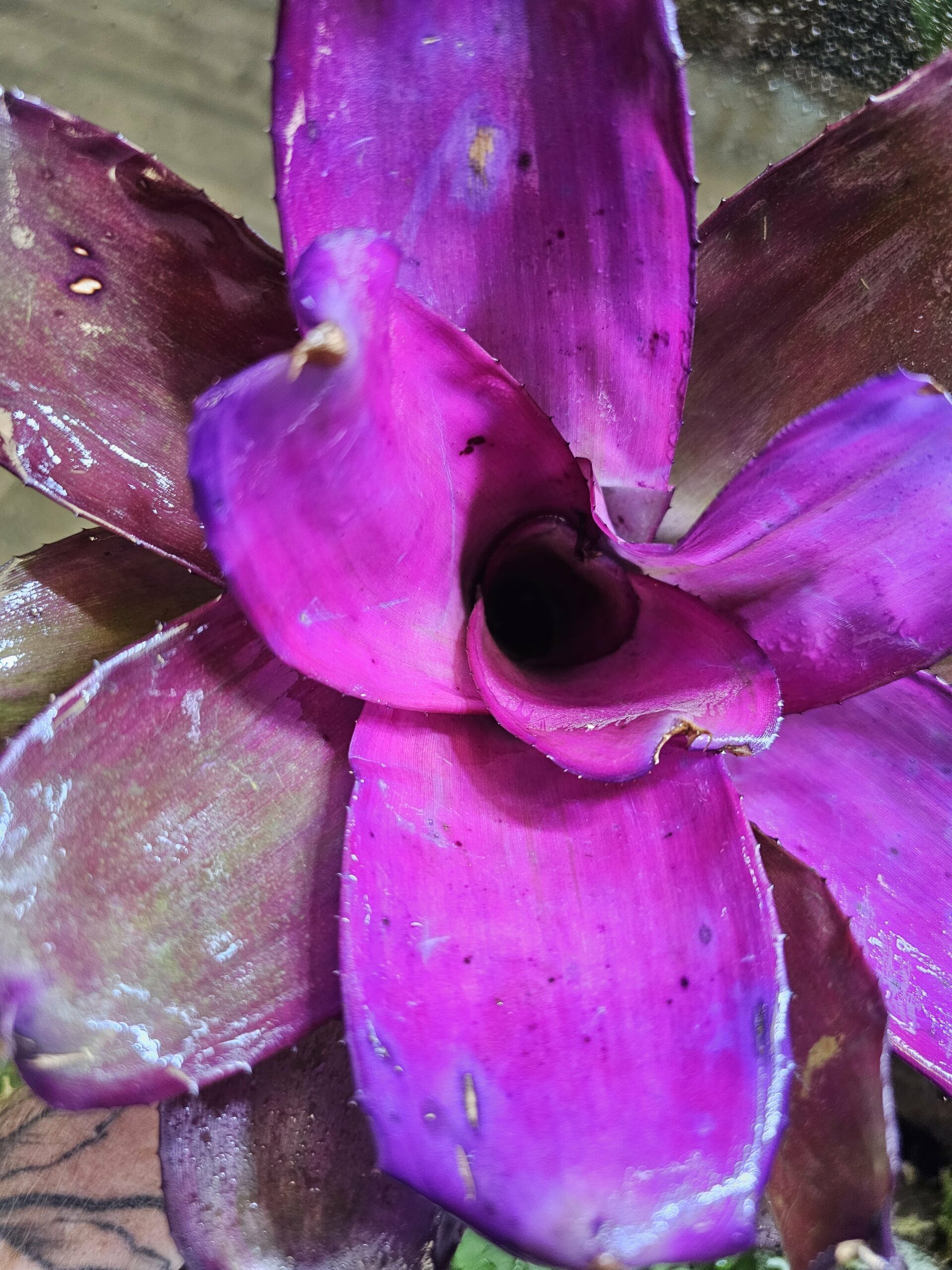 Neoregelia Sunset Bird – Image 3