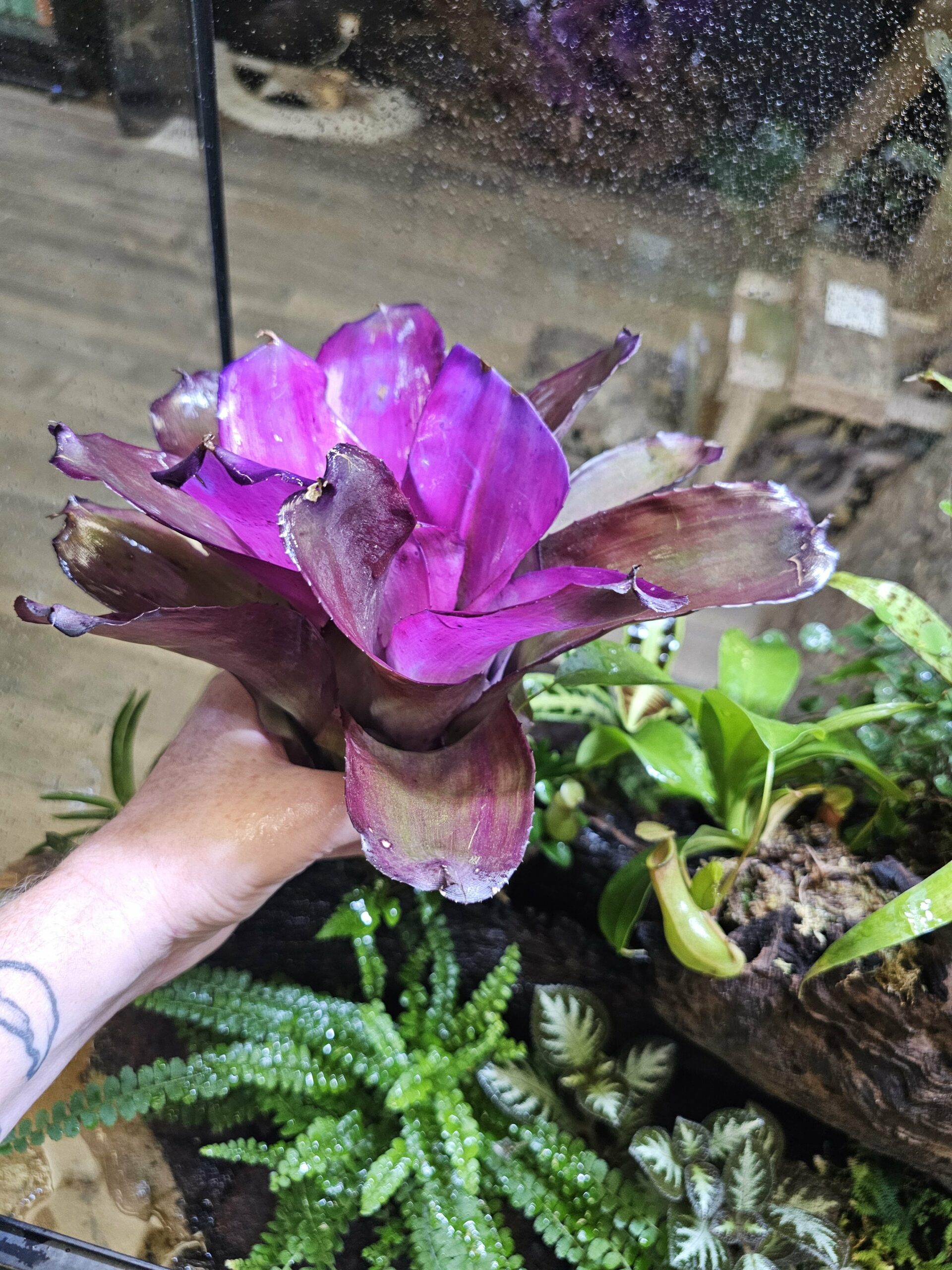 Neoregelia Sunset Bird – Image 4