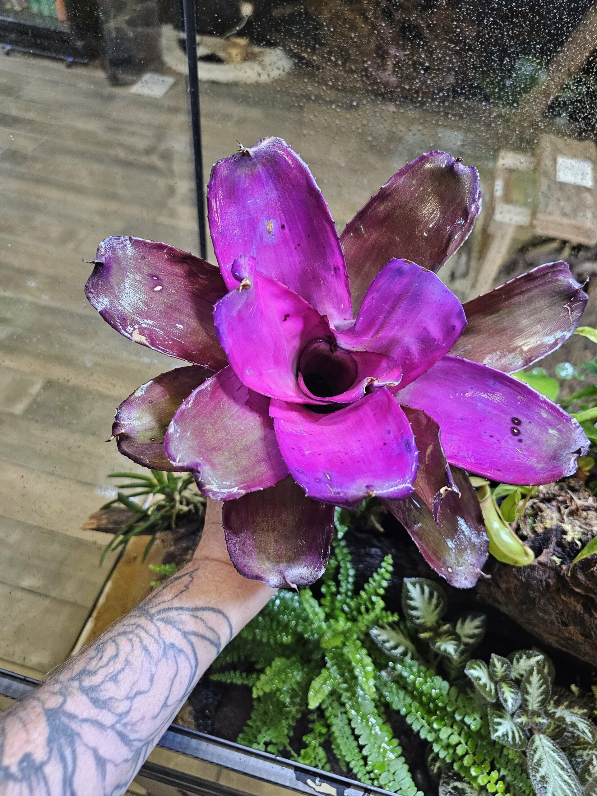 Neoregelia Sunset Bird – Image 5