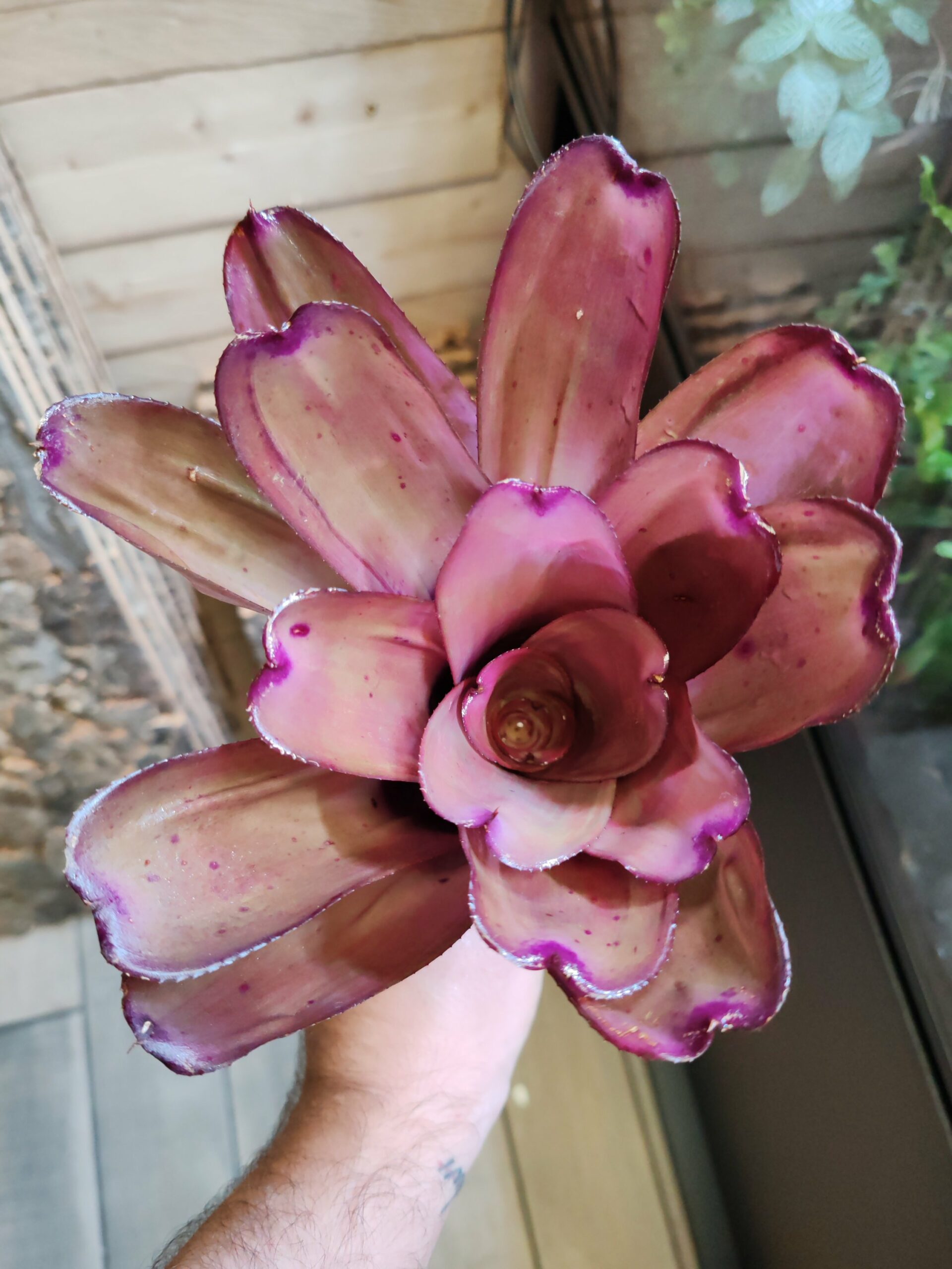 Neoregelia Light Pink x Ninja