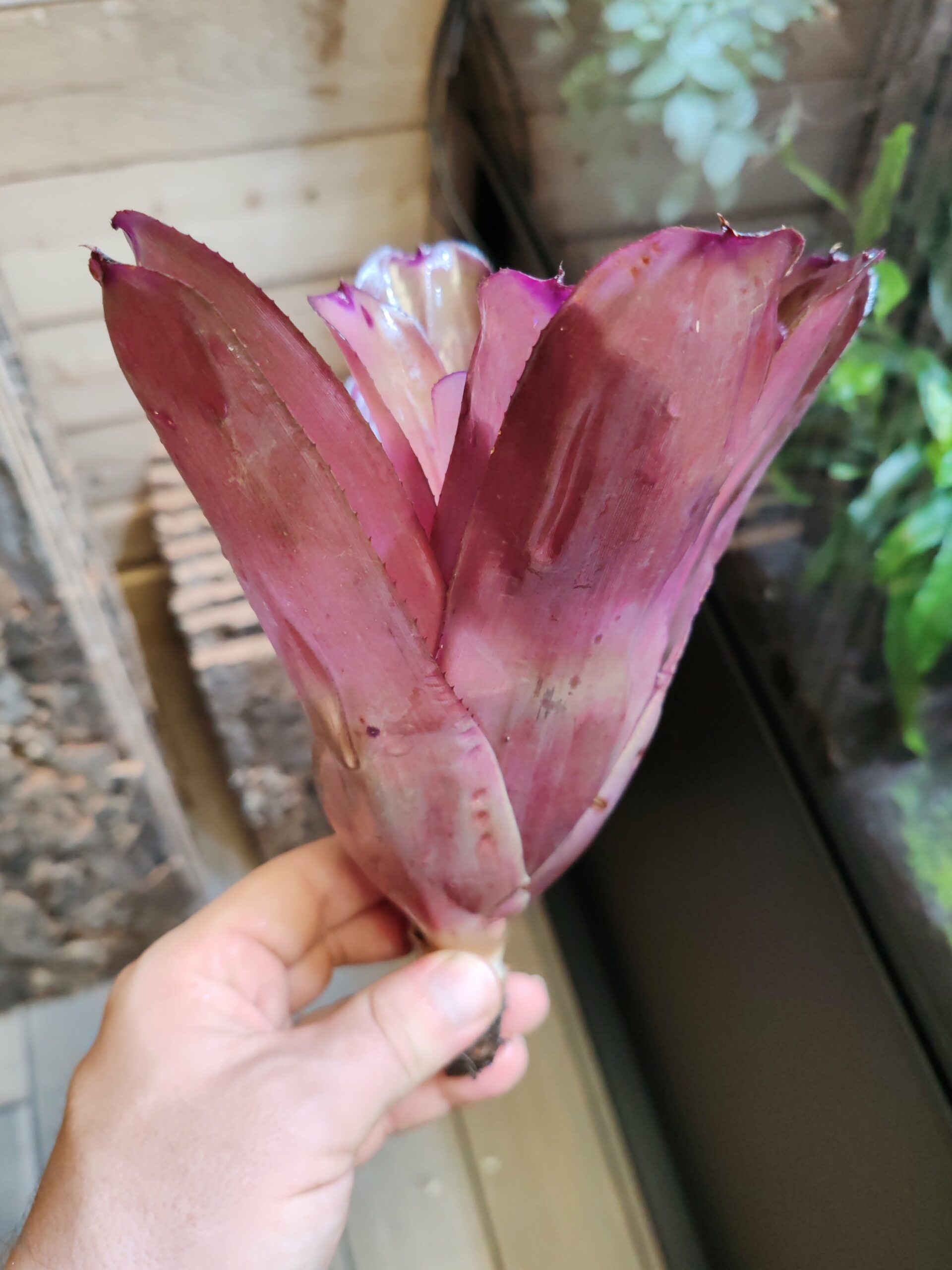 Neoregelia Light Pink x Ninja – Image 2