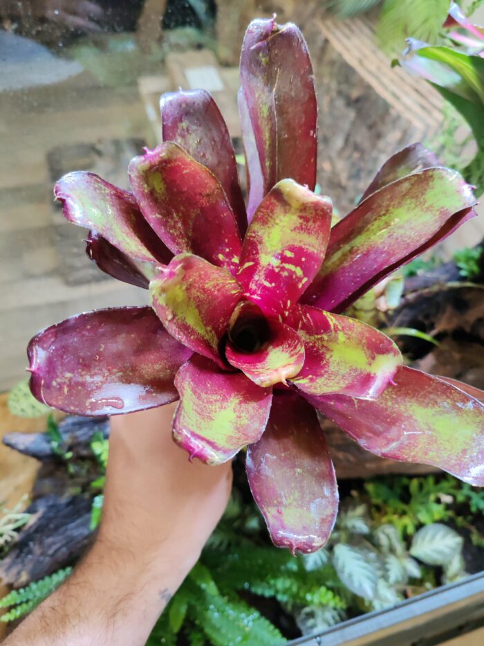 Neoregelia Red Hot x Type - PinkTropical.fr