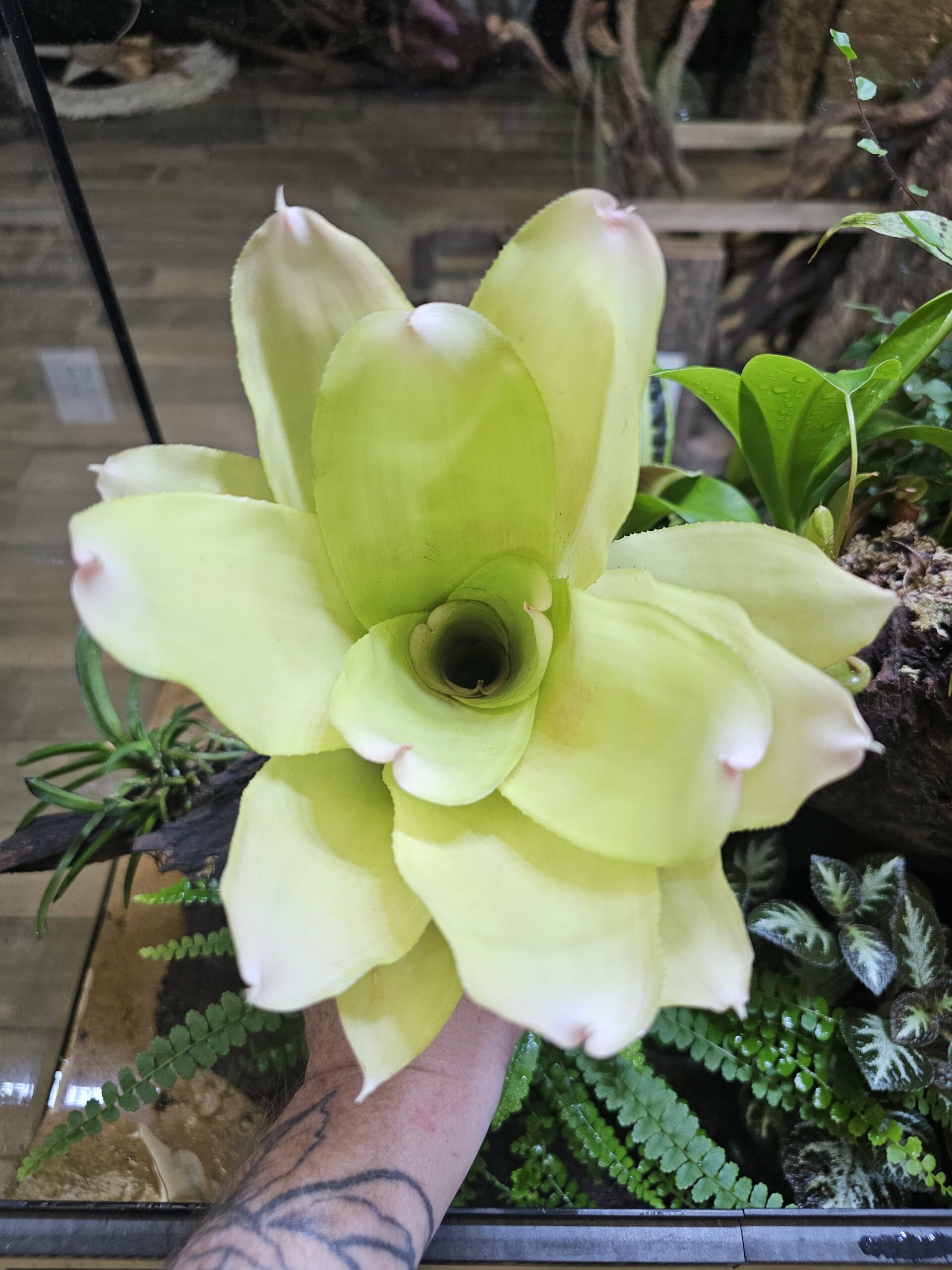 Neoregelia citronella – Image 3